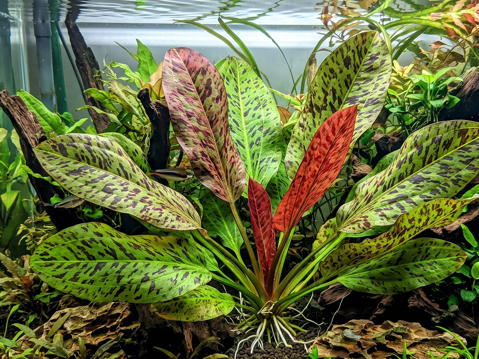 Echinodorus 'Ozelot'