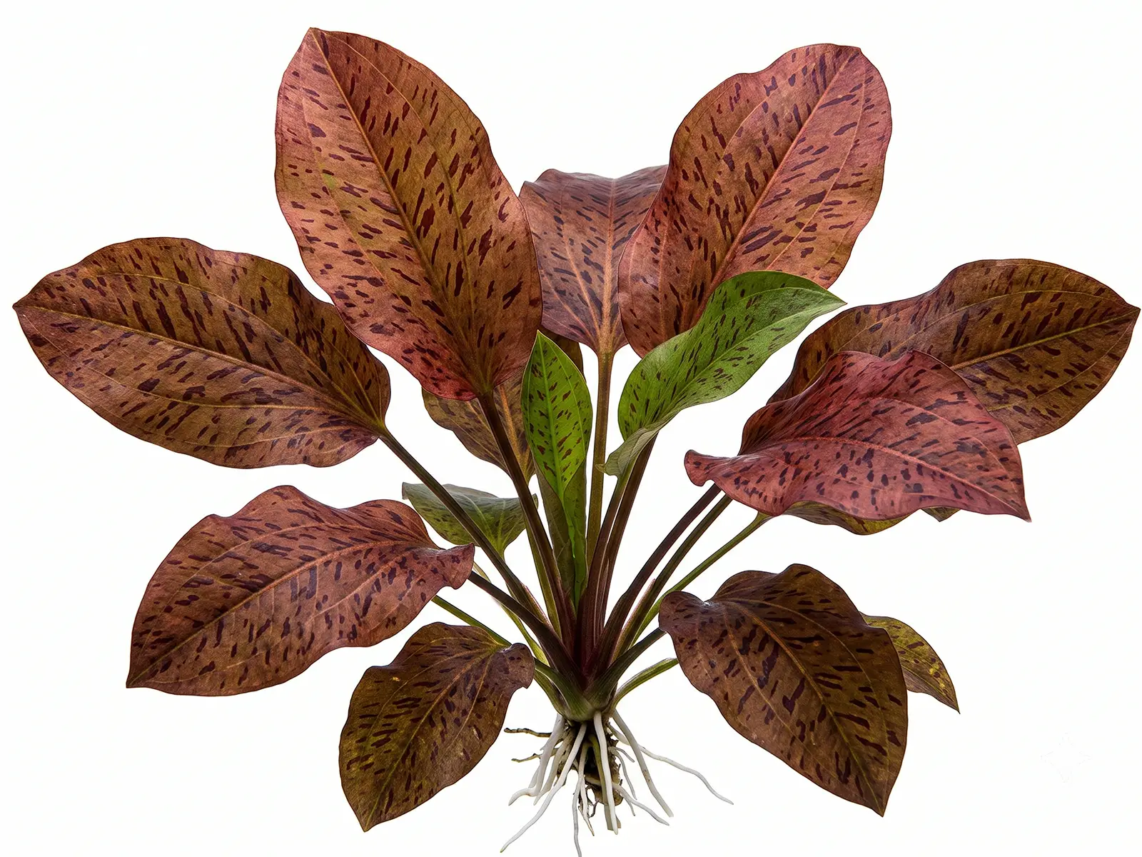 Echinodorus 'Ozelot' white background