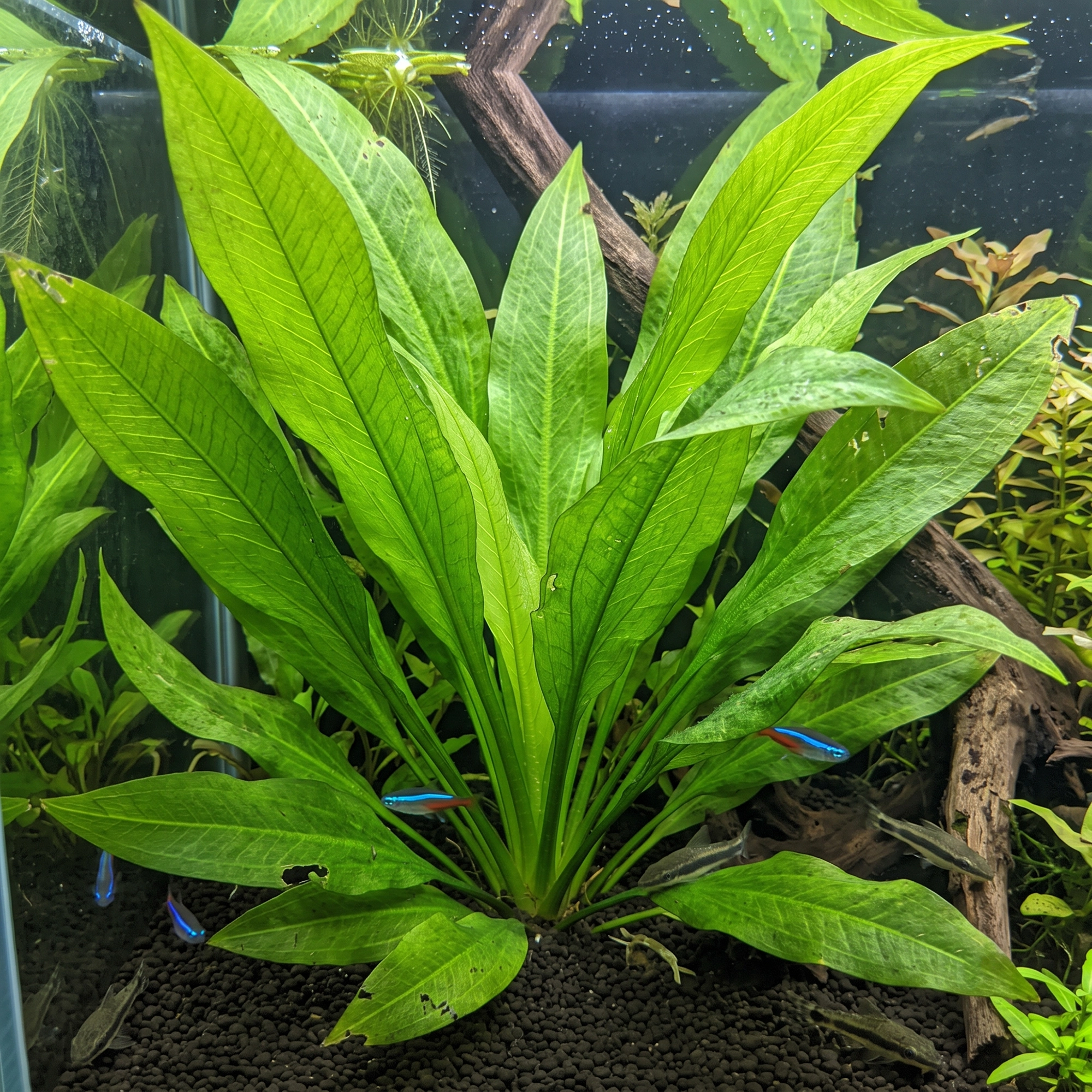 Amazon Sword (Bleheri) fresh water
