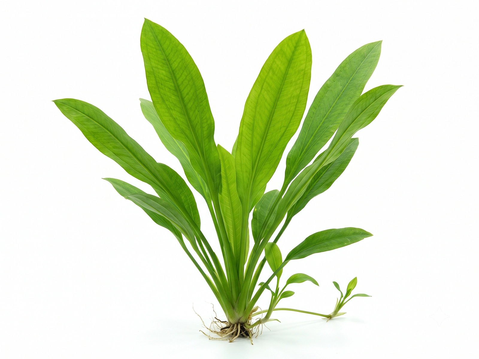Broadleaf Sagittaria White