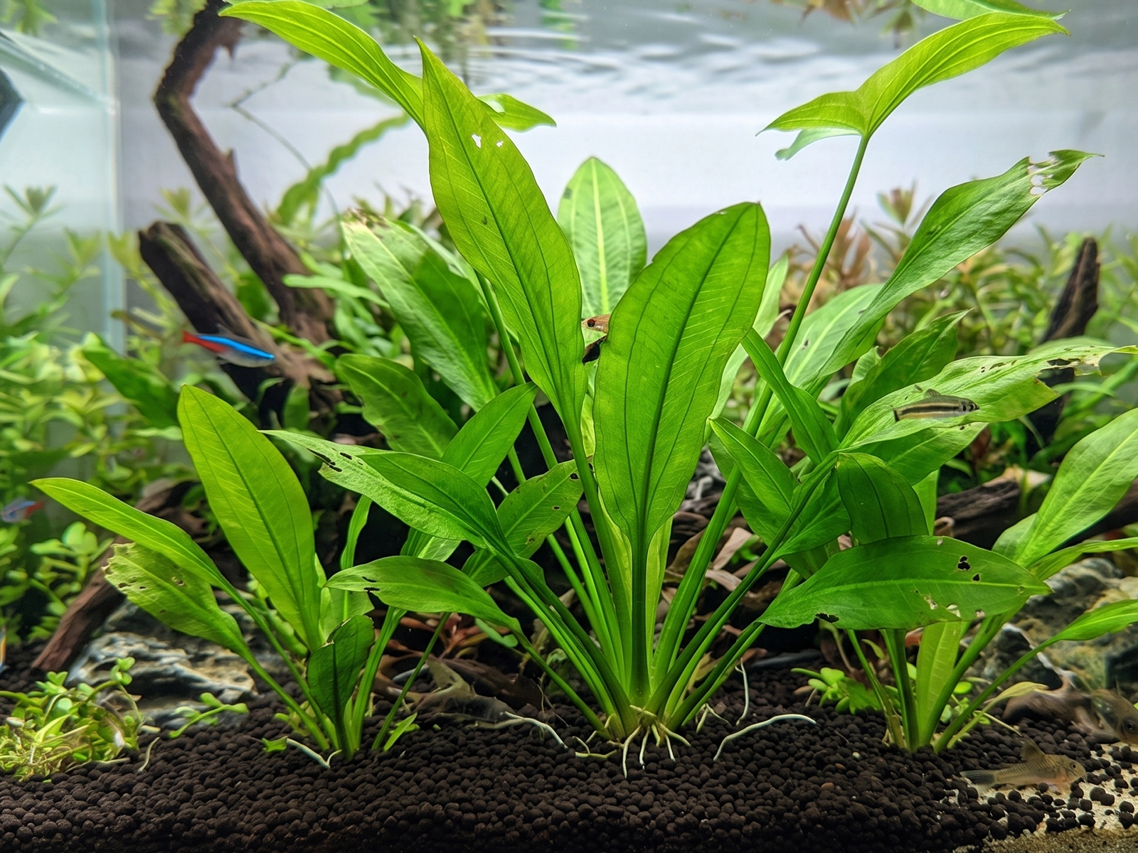 Broadleaf Sagittaria
