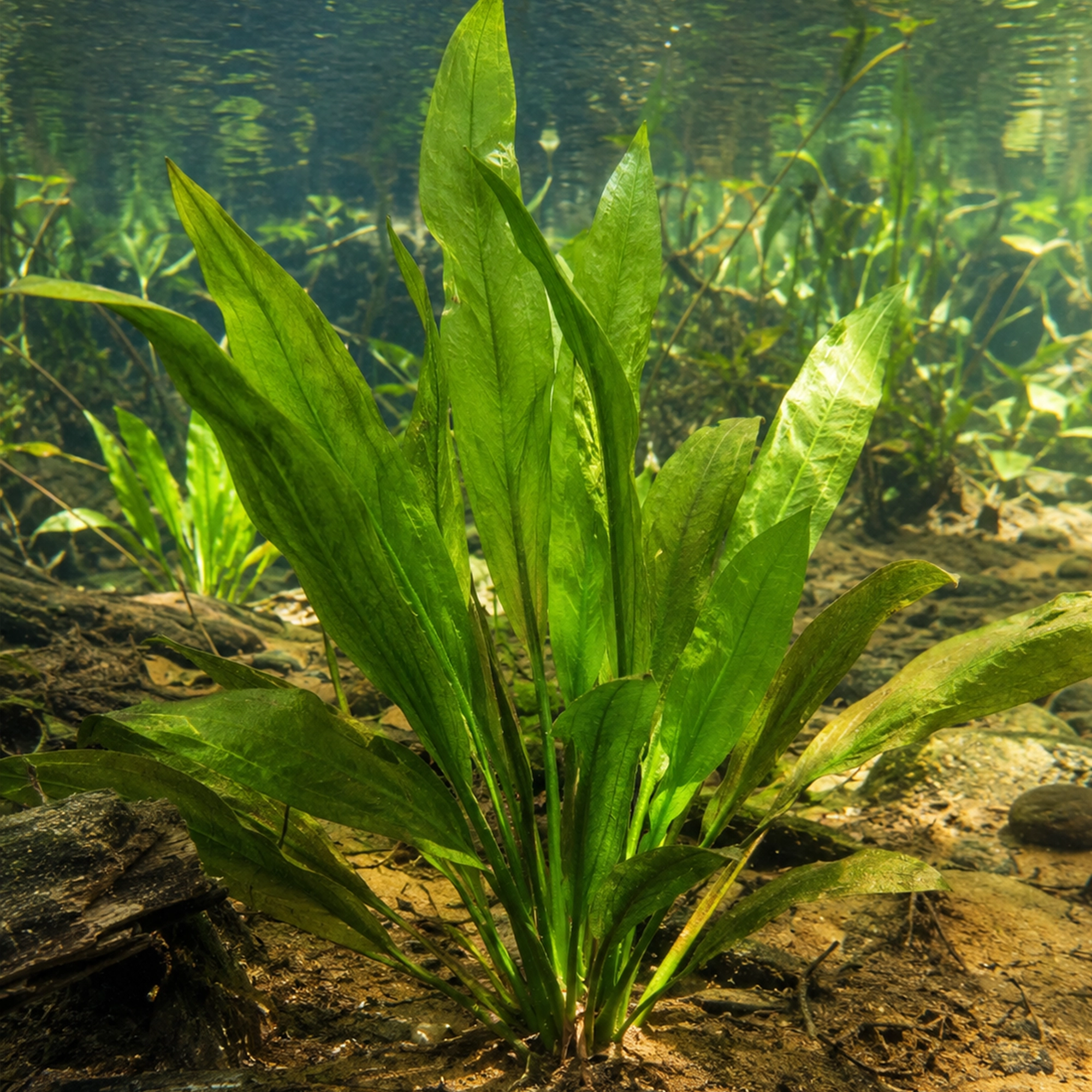 Amazon Sword Plant in the Wild