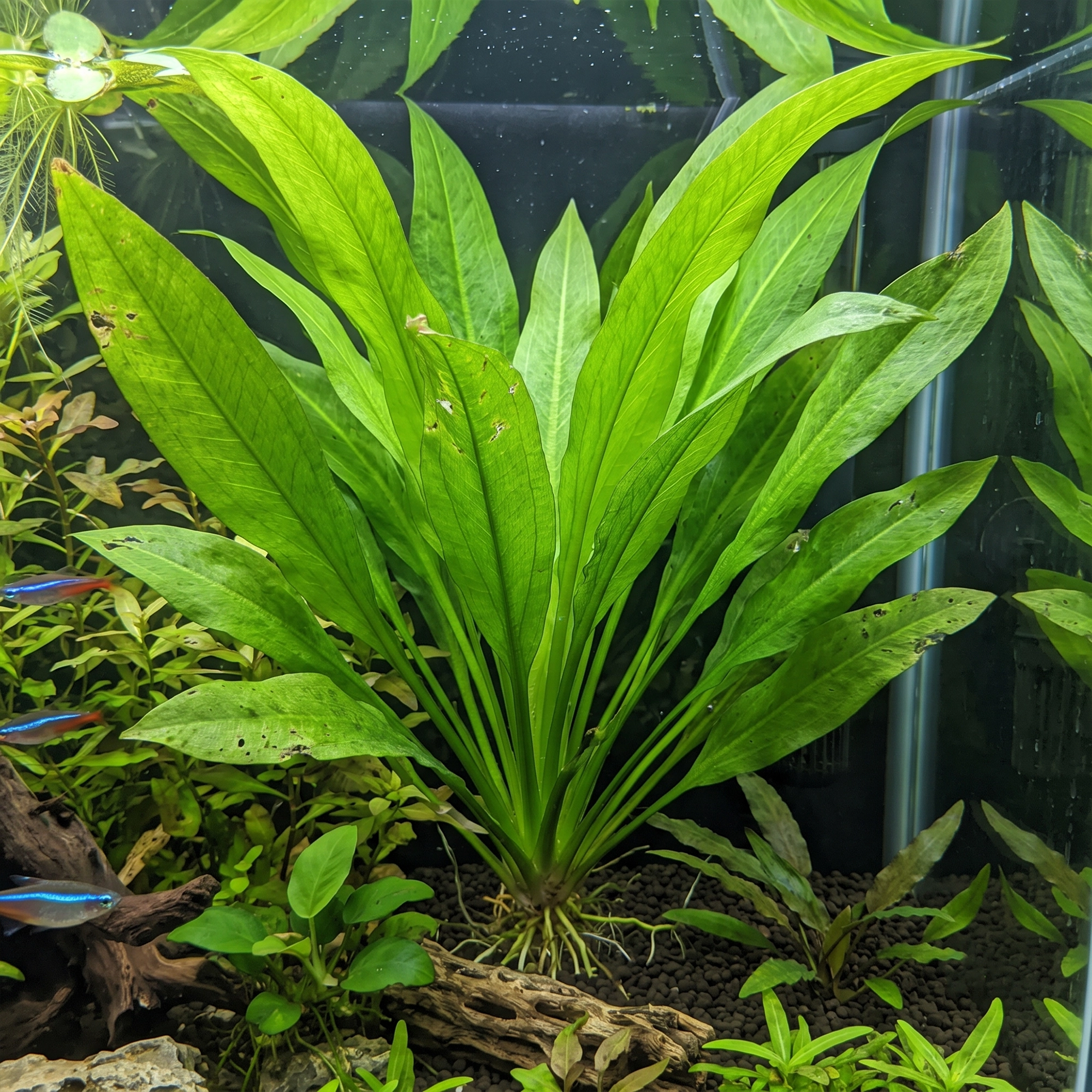 Amazon Sword