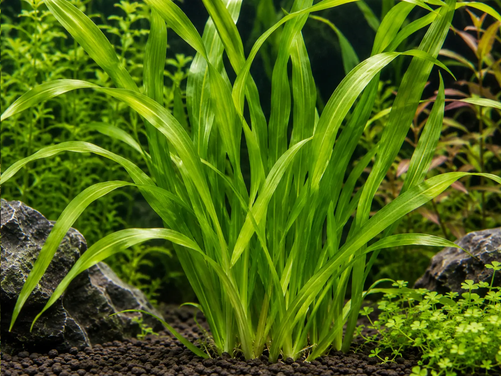 Vallisneria americana