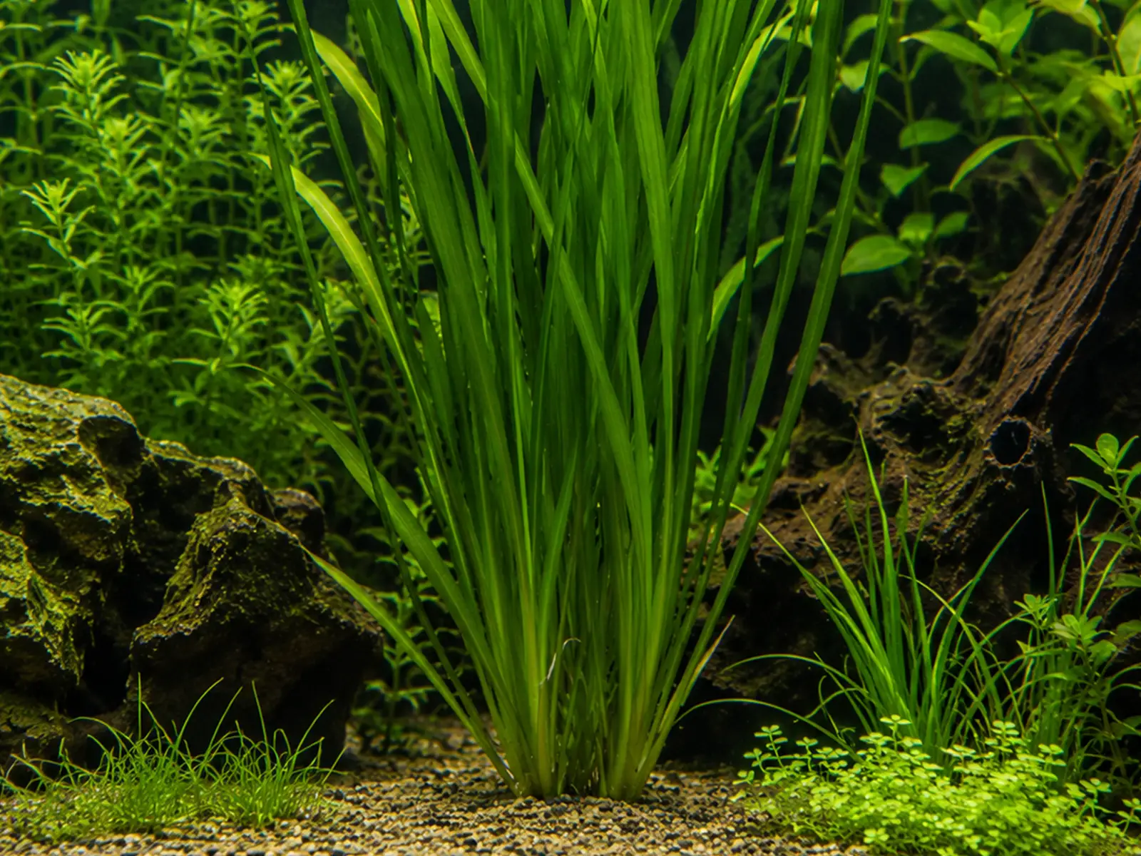 Vallisneria americana