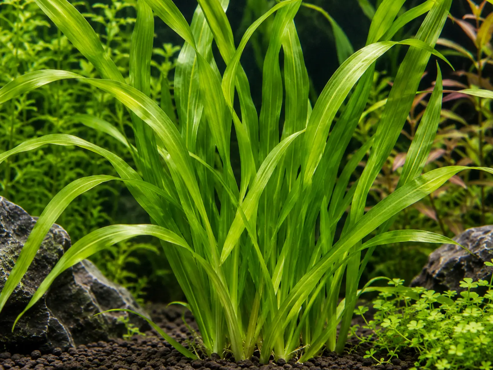 Vallisneria americana