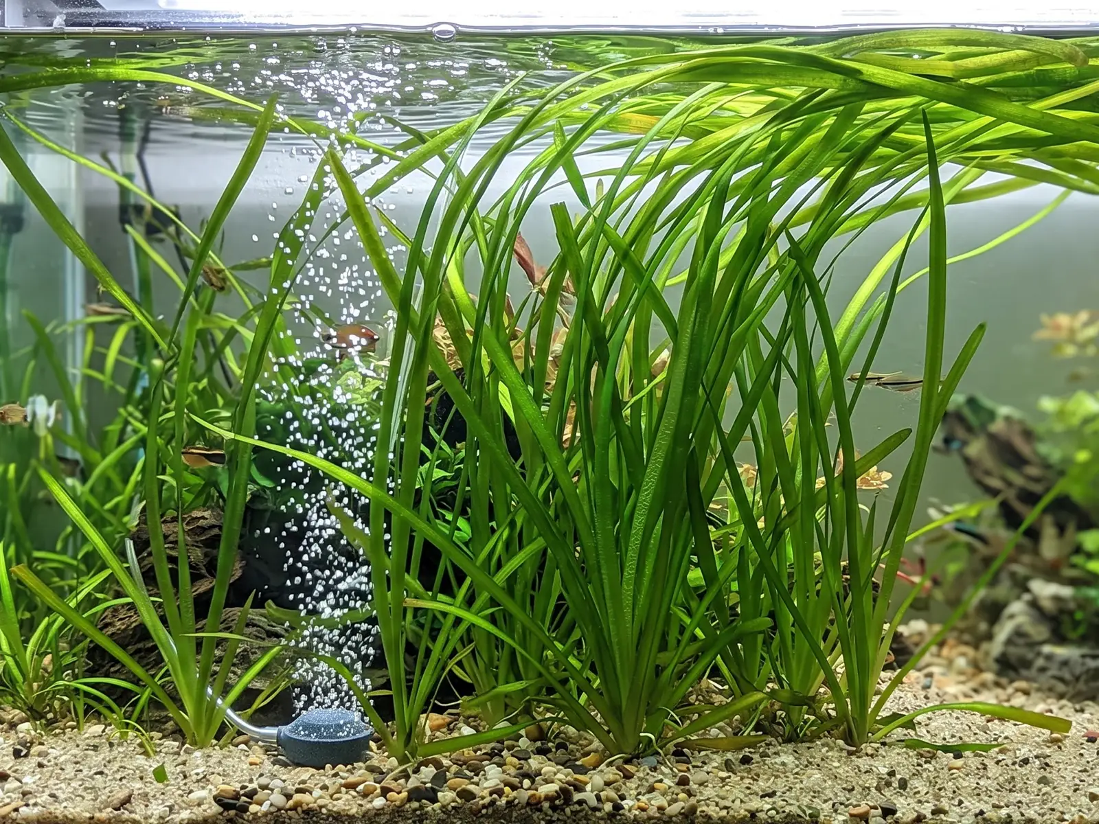 Giant Vallisneria