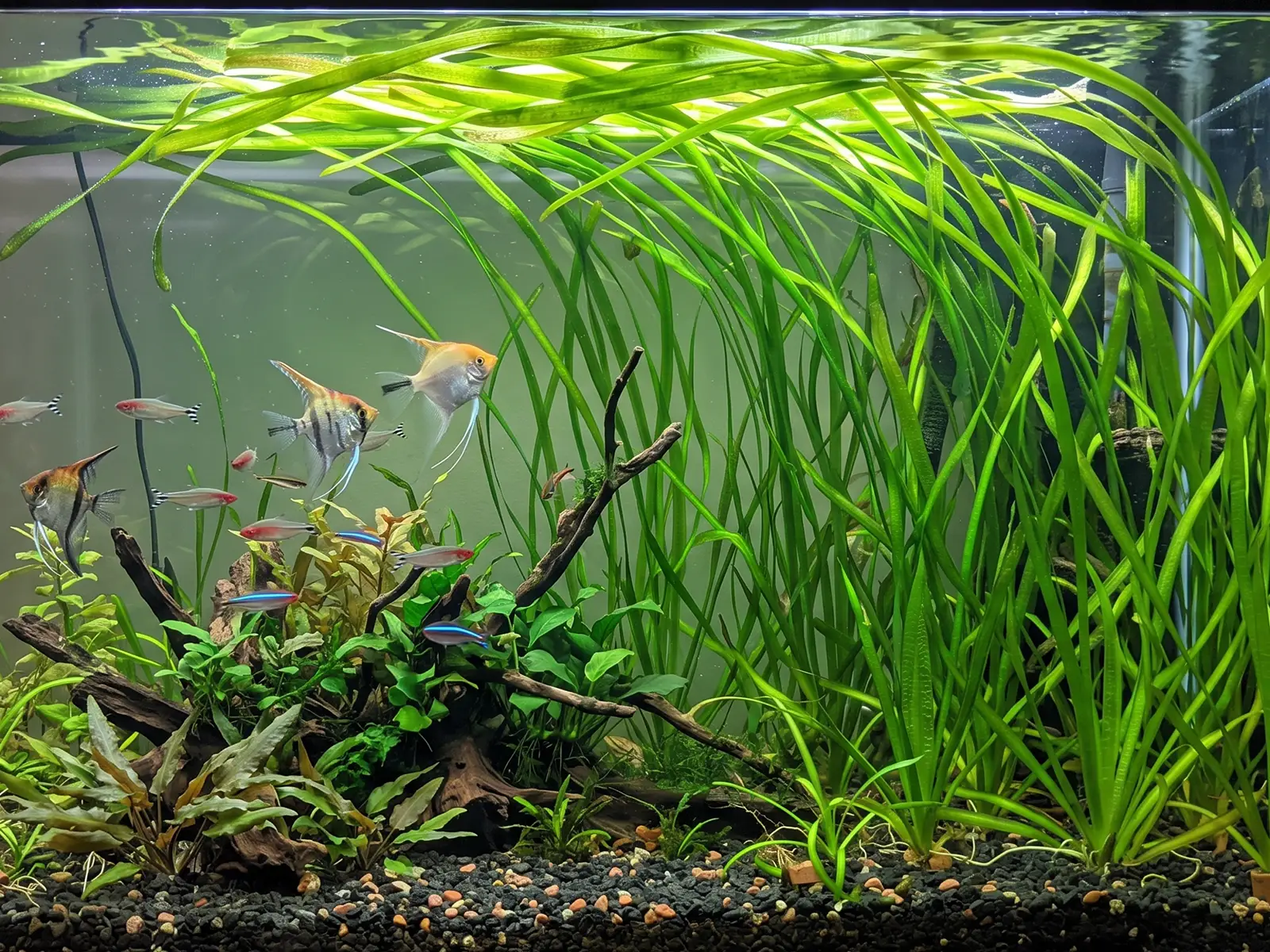 Giant Vallisneria