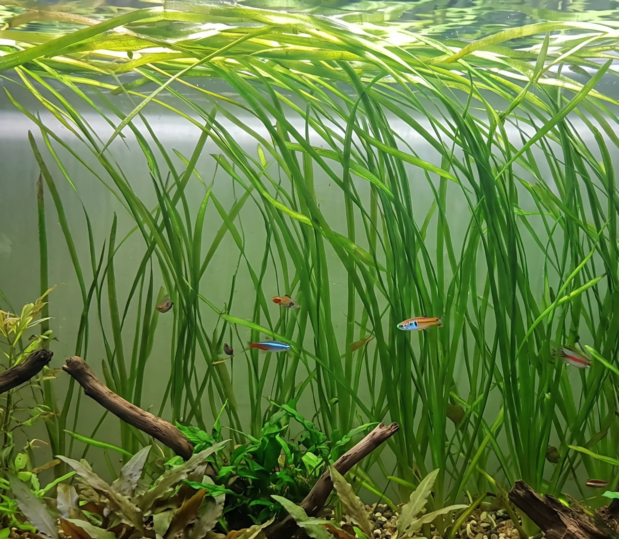 Narrow-leaf Vallisneria