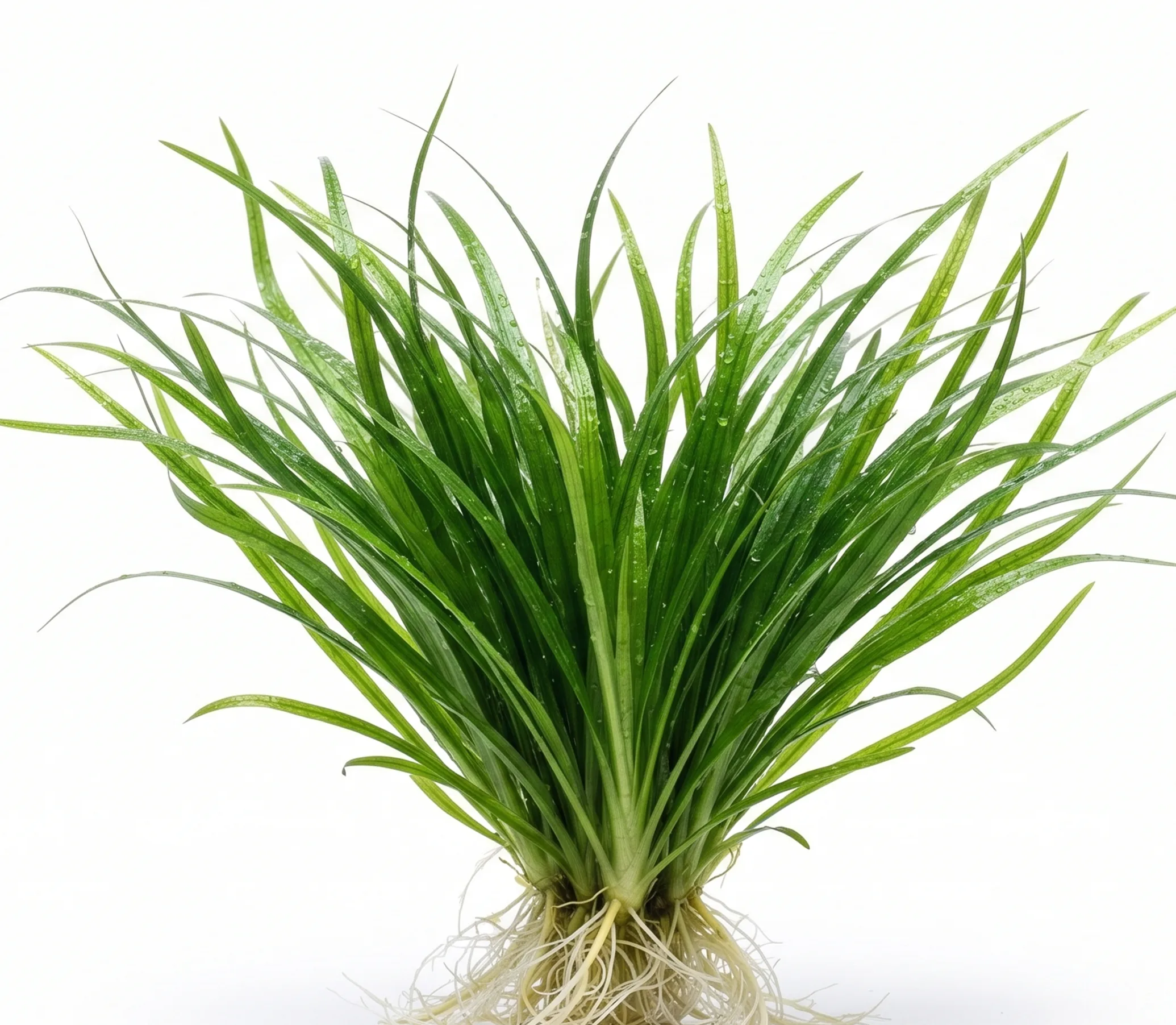 Narrow-leaf Vallisneria