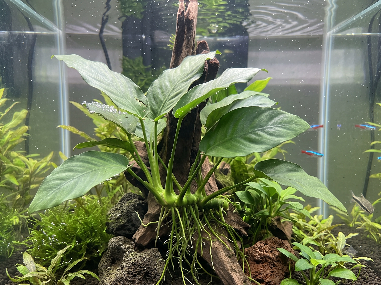 Anubias Coffeefolia