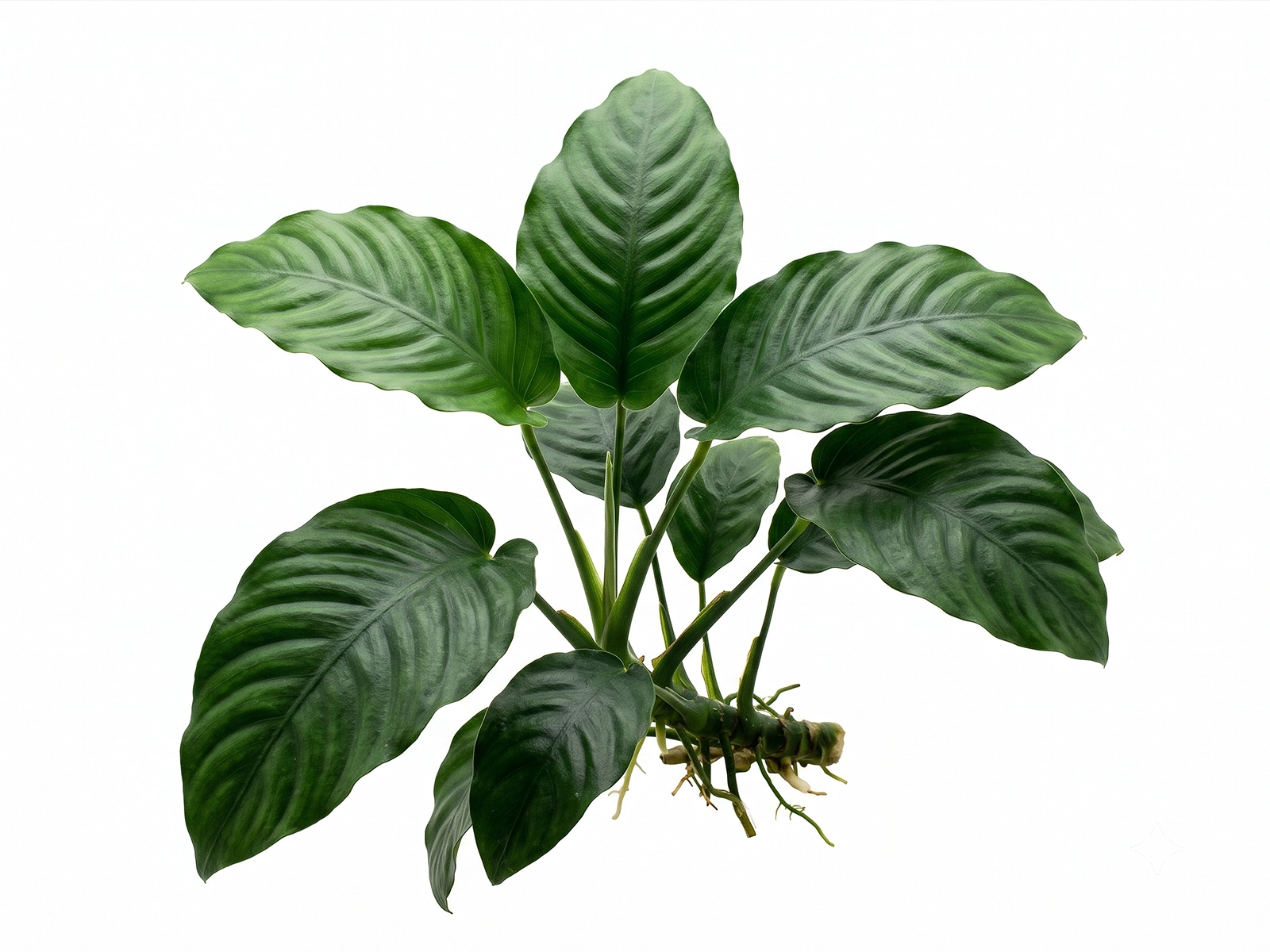 Anubias Coffeefolia