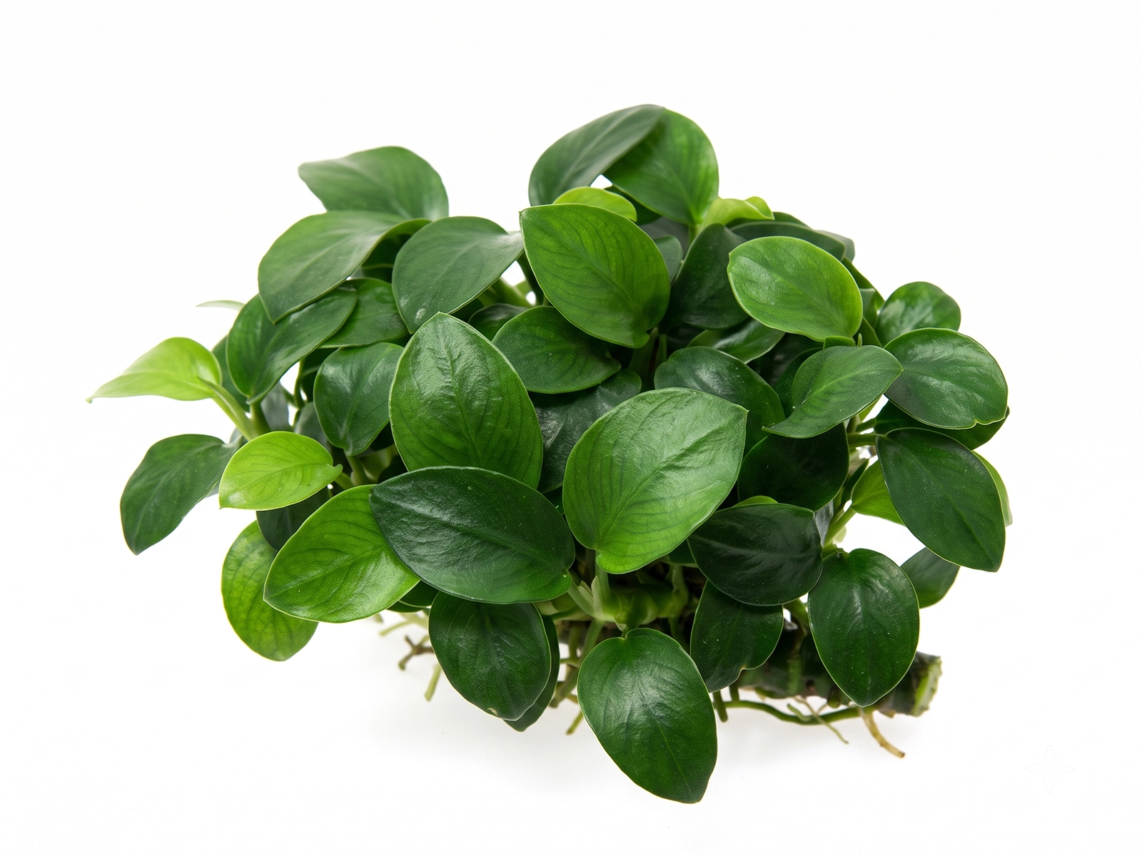 Anubias Nana Petite White