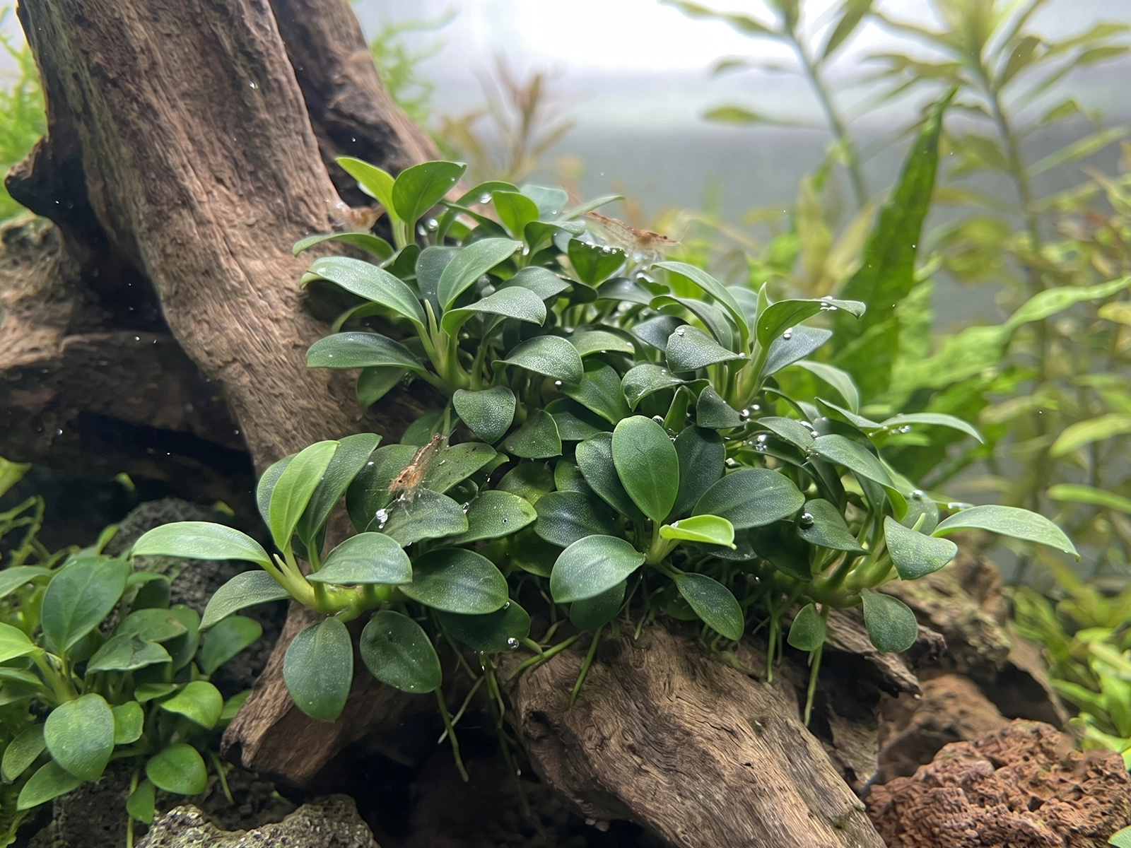 Anubias Nana Petite