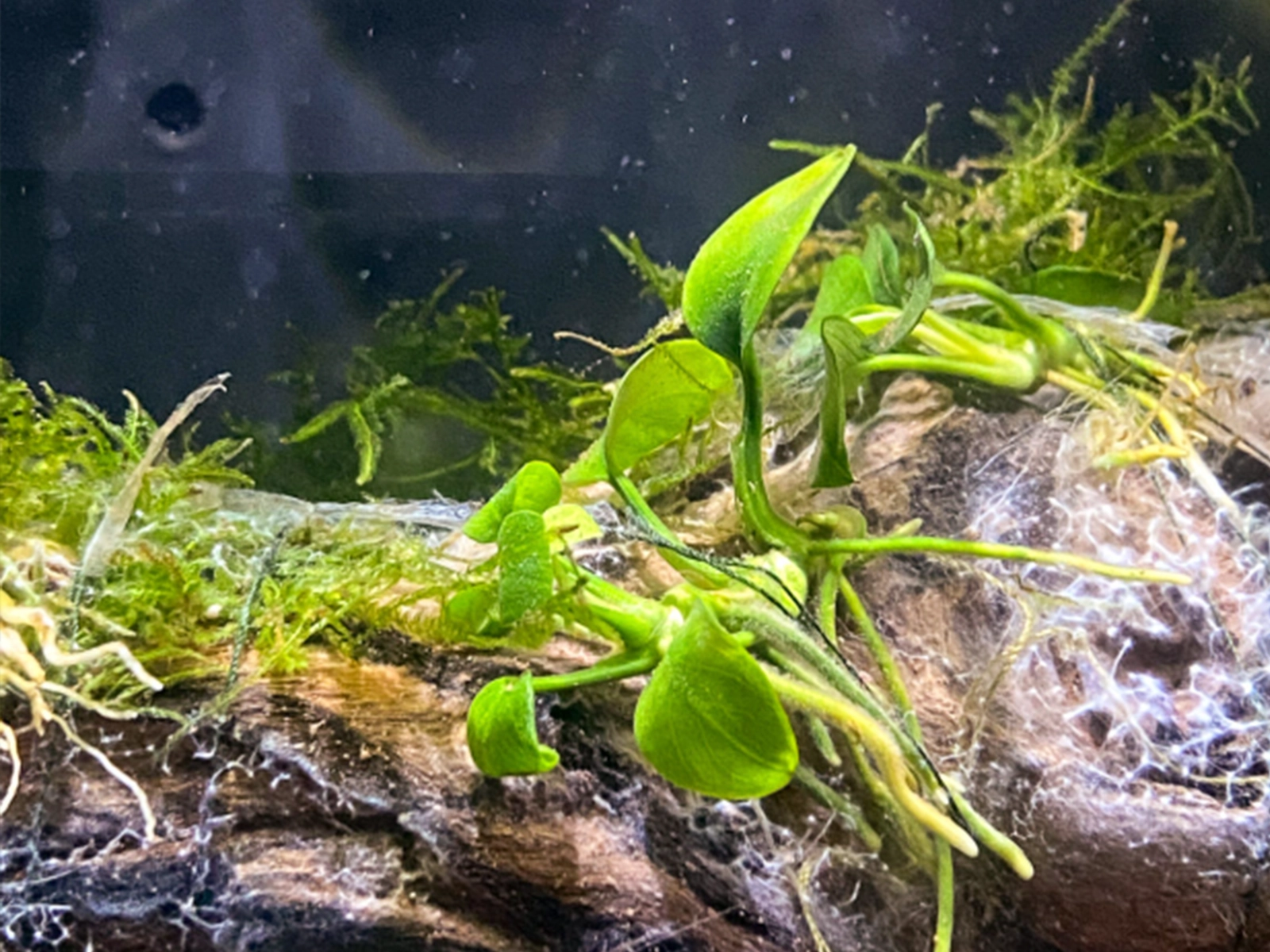 Anubias Nana Petite