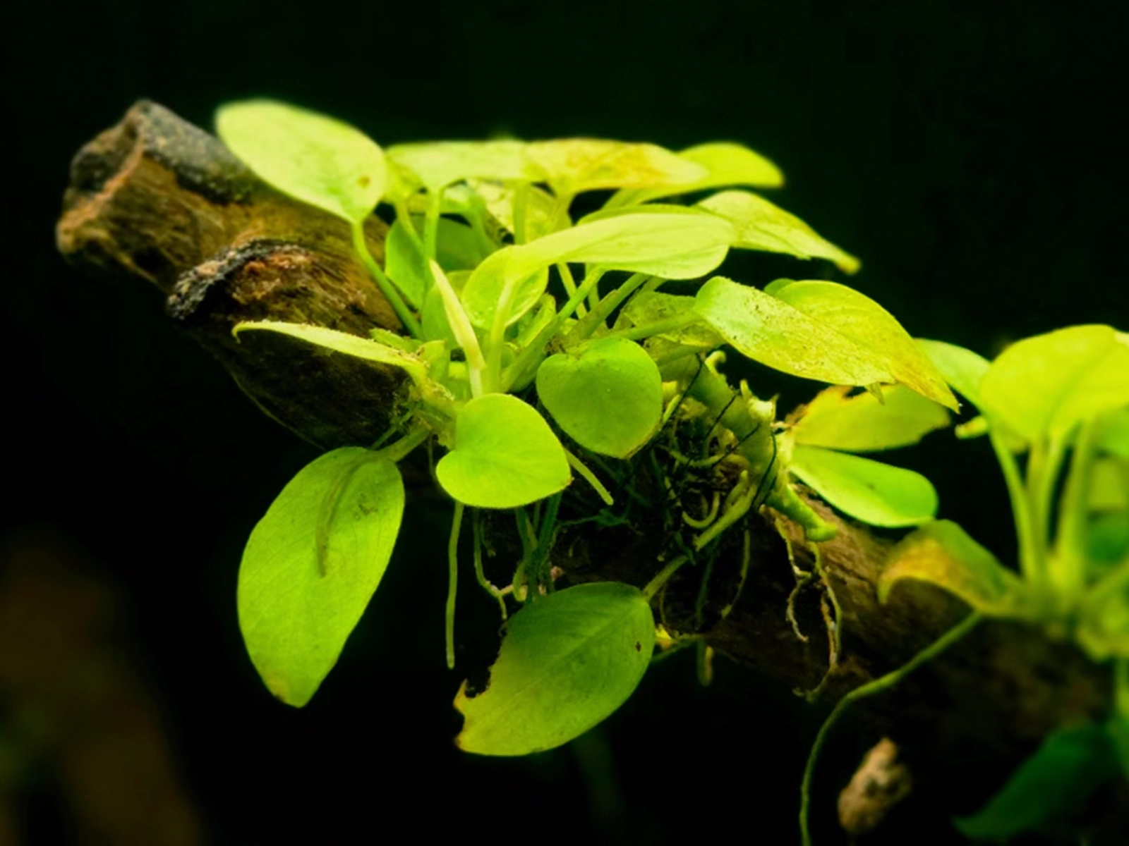 Close up Anubias Nana Petite