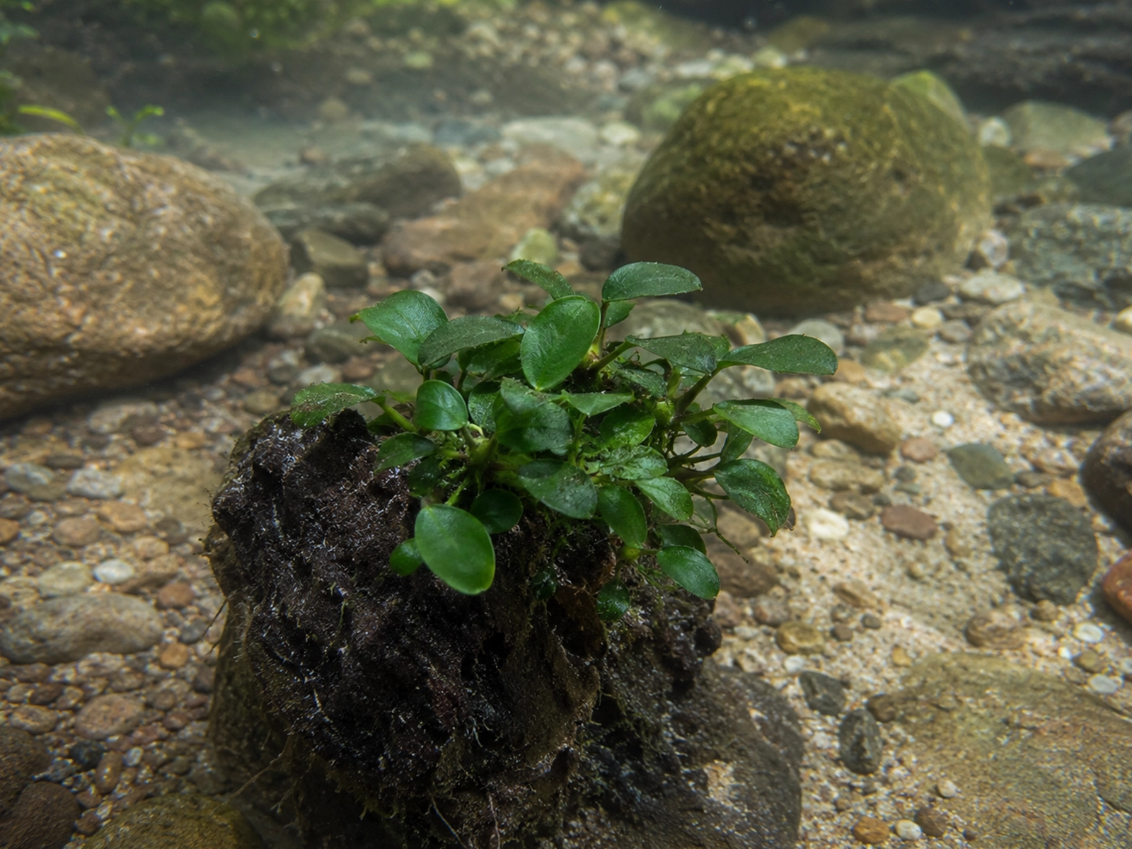 Anubias Nana Petite in the wild