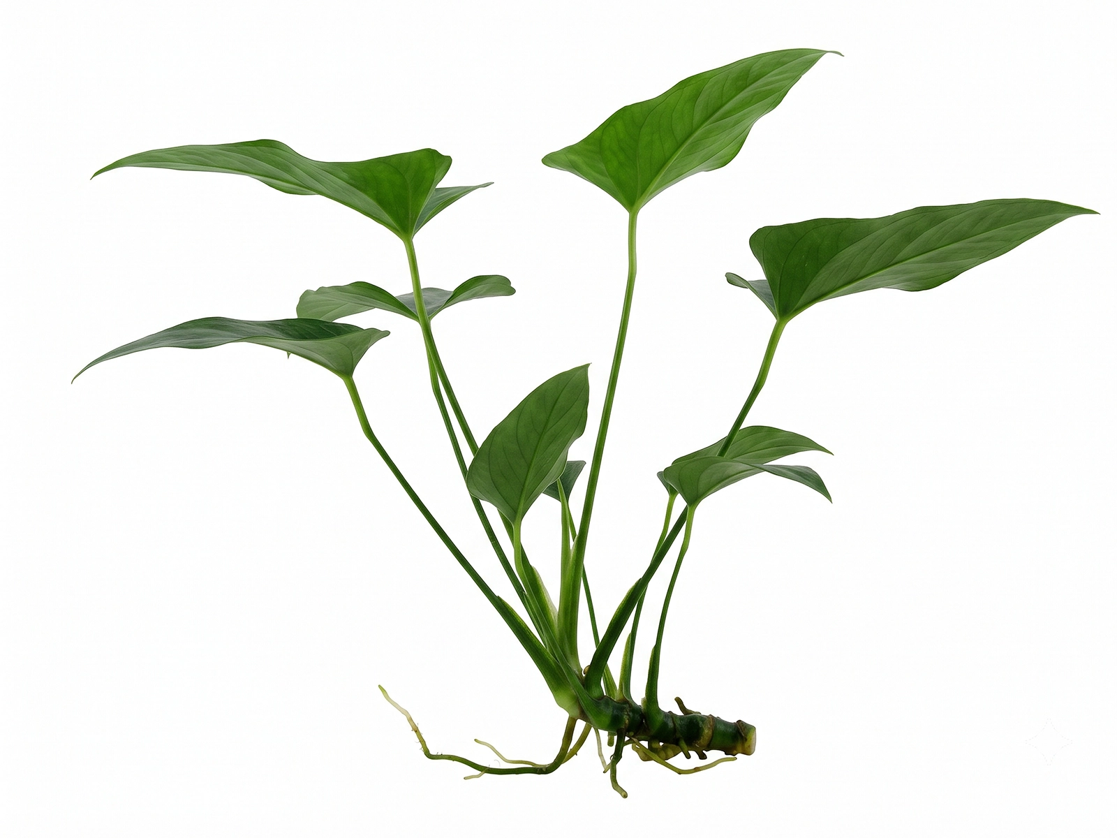 Anubias Gracilis
