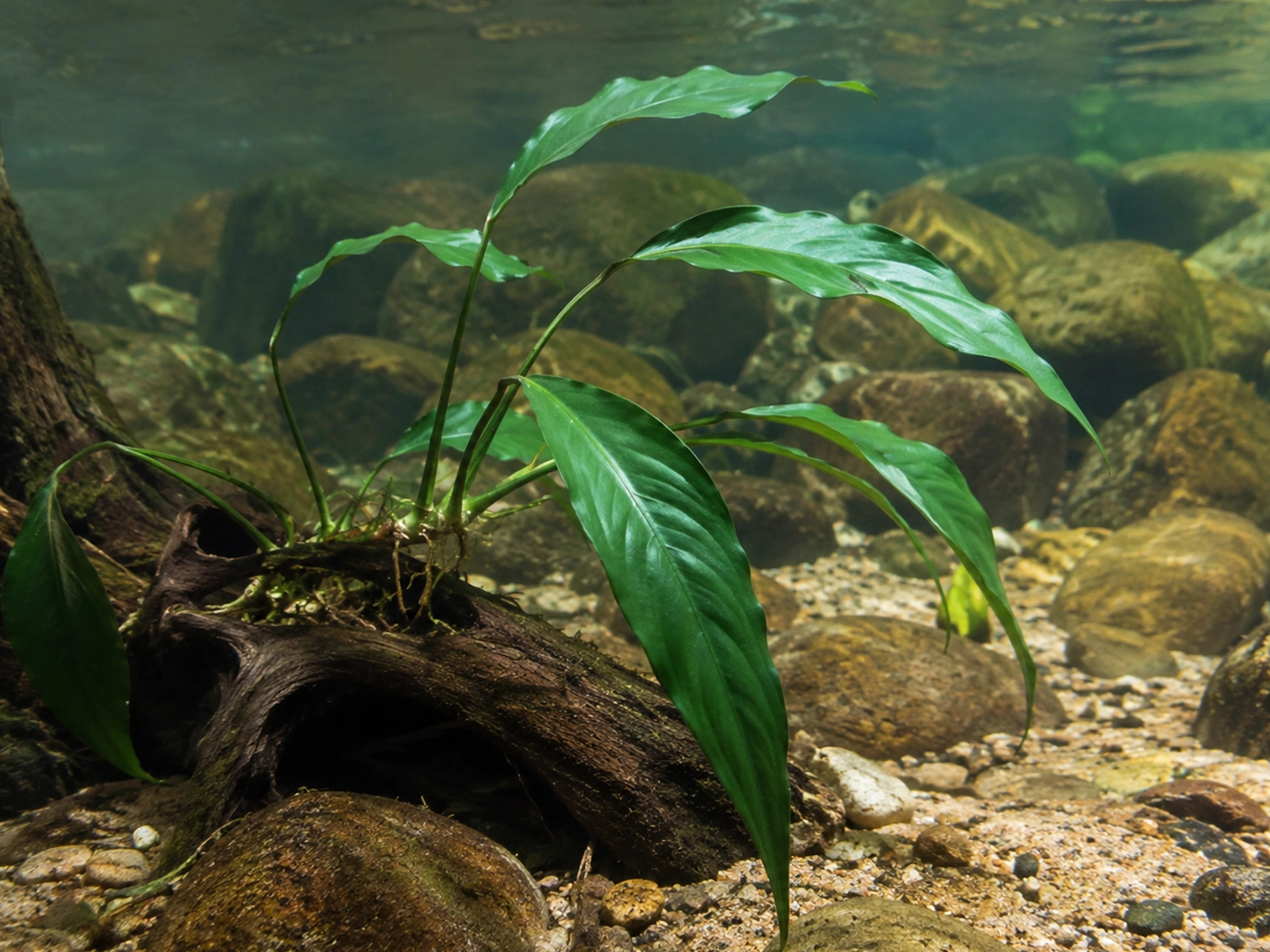 Anubias Gracilis