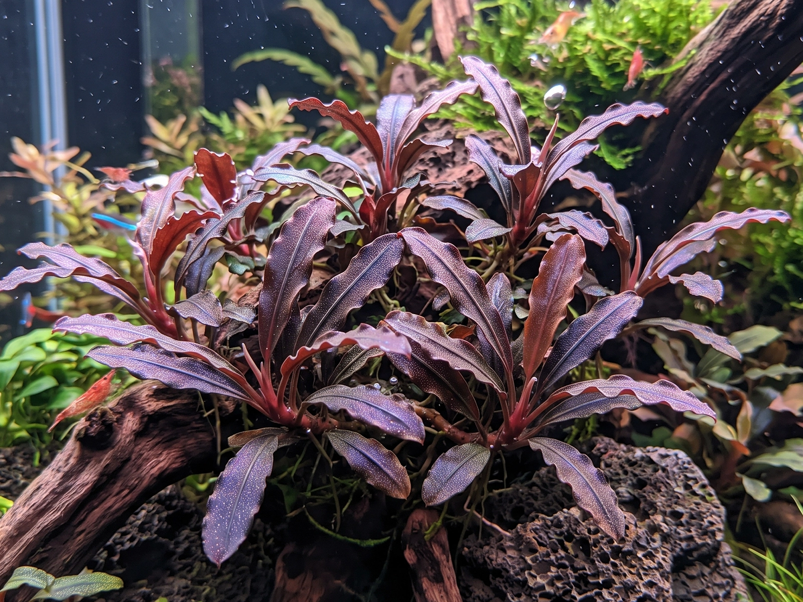 Bucephalandra 'Kedagang'