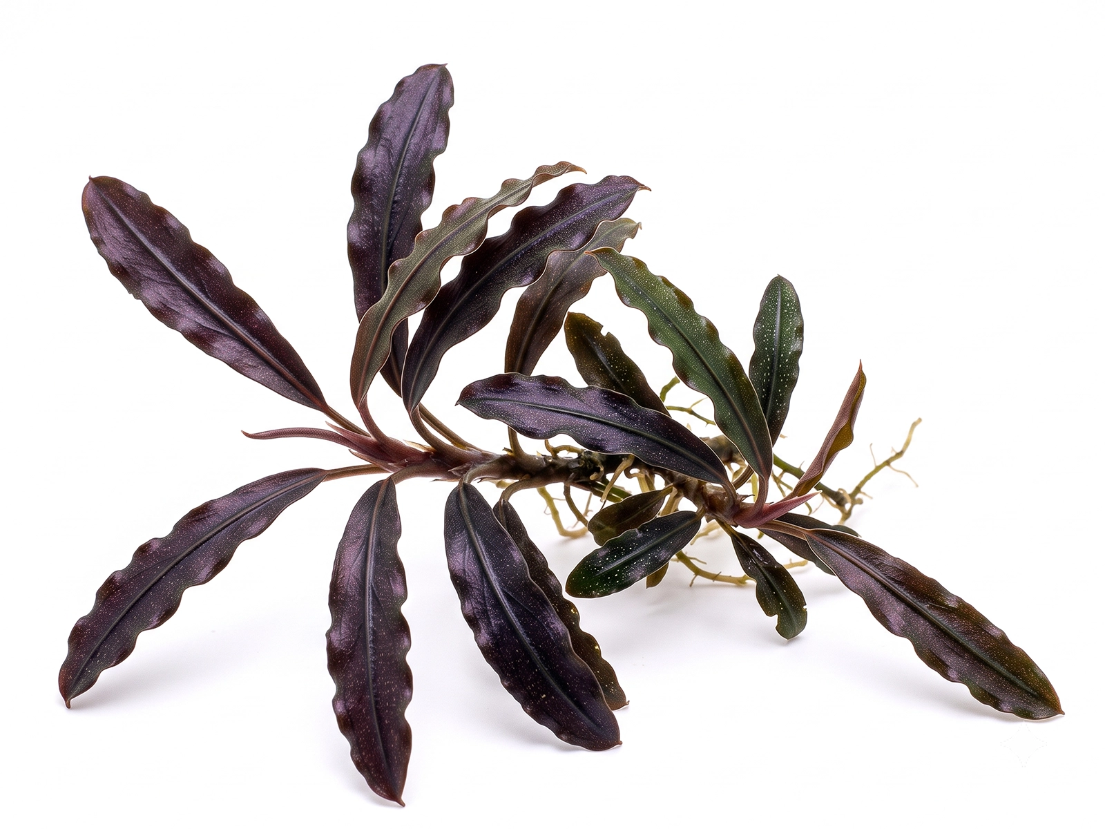 Bucephalandra 'Kedagang' white background