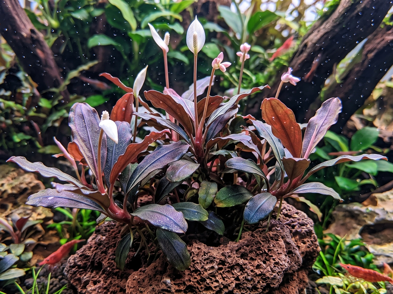 Bucephalandra 'Brownie Ghost'