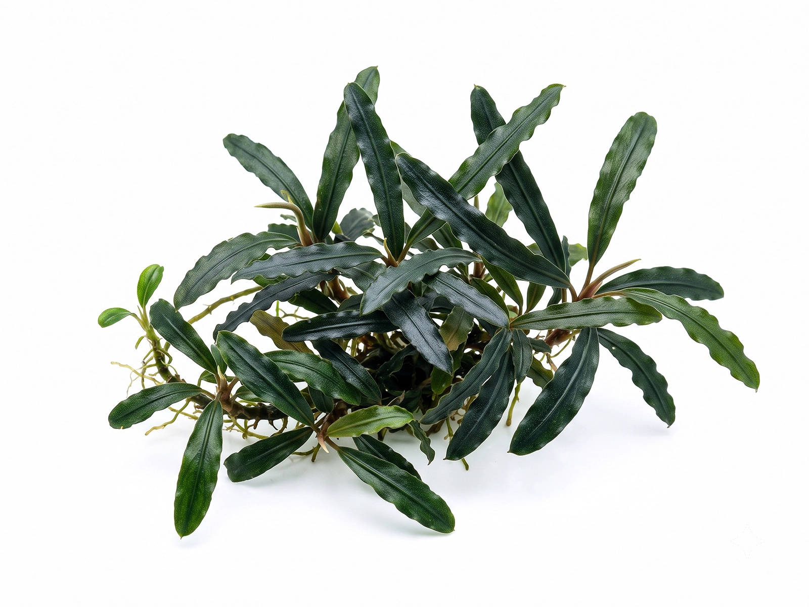 Bucephalandra Catherine against white background