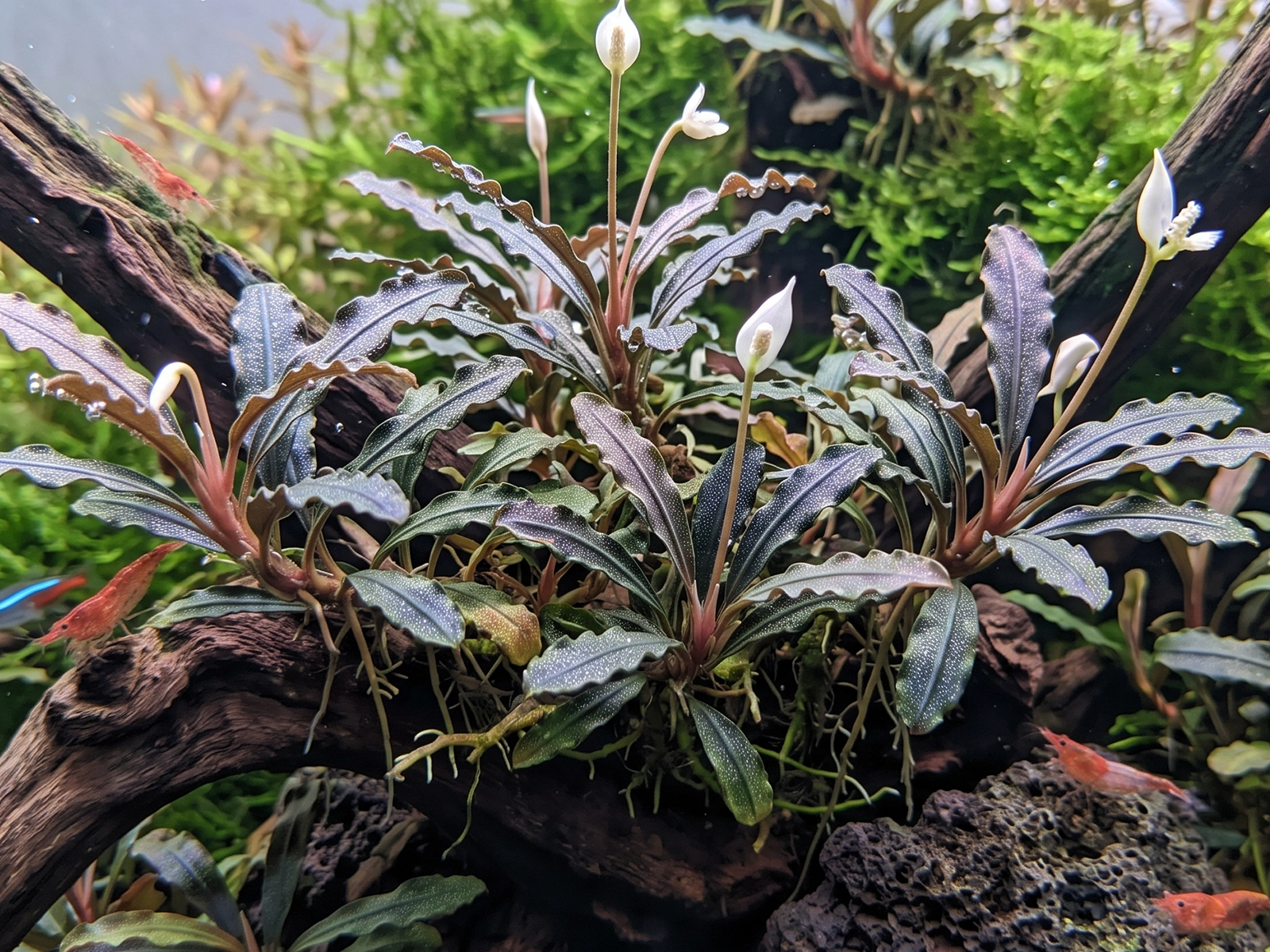 Bucephalandra 'Catherine'