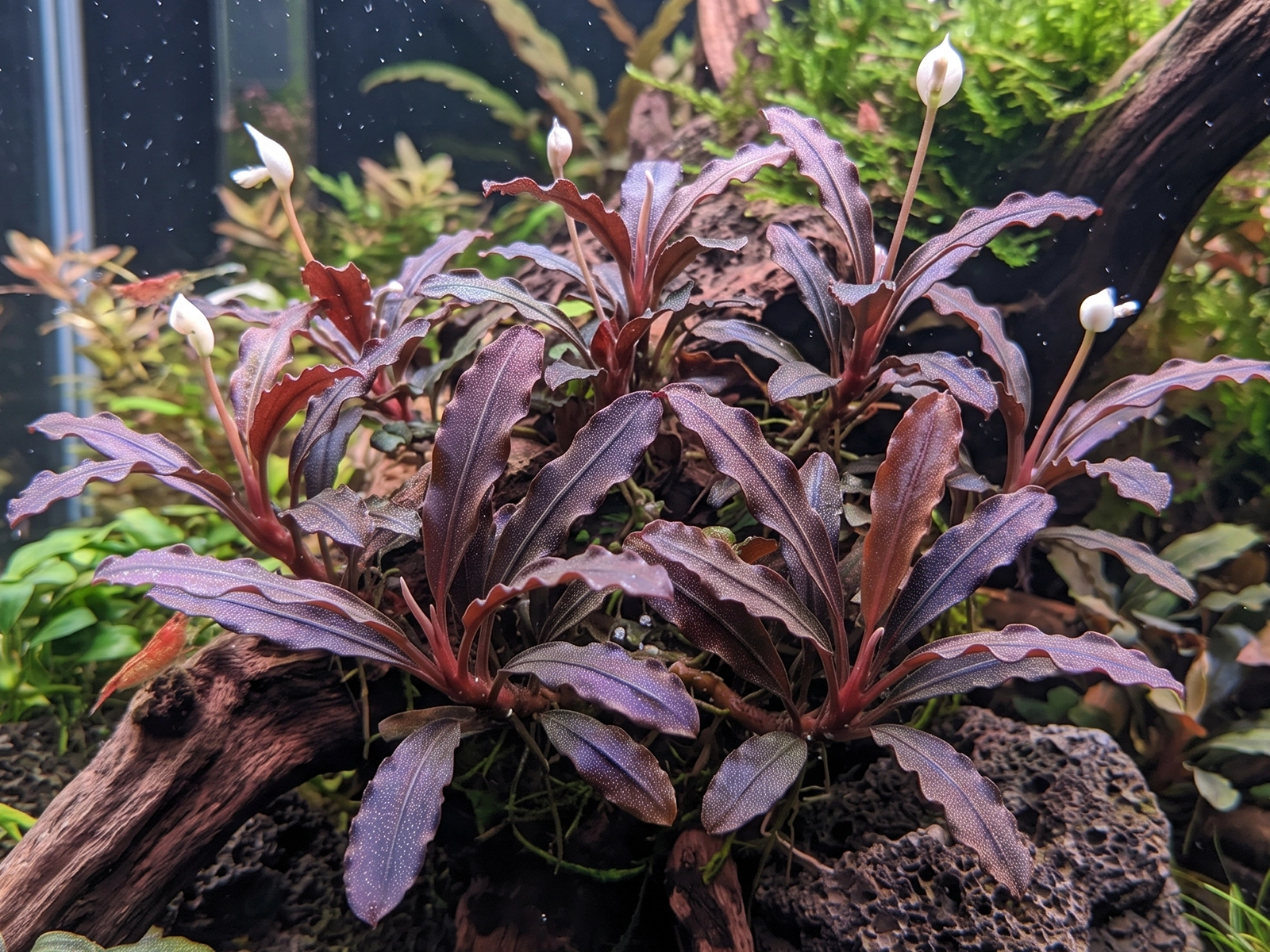Bucephalandra 'Lamandau Mini Red'