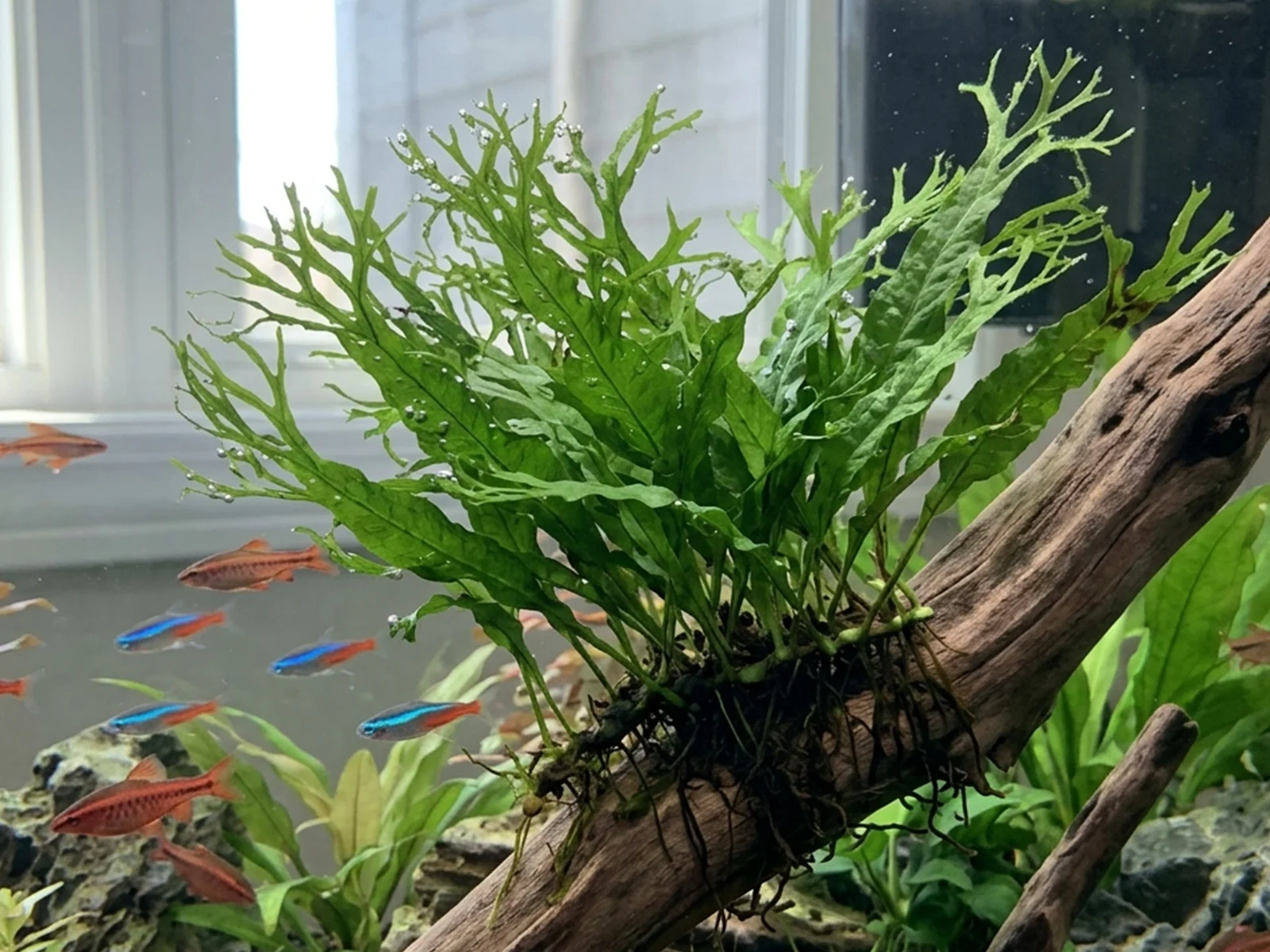 Lace Java Fern