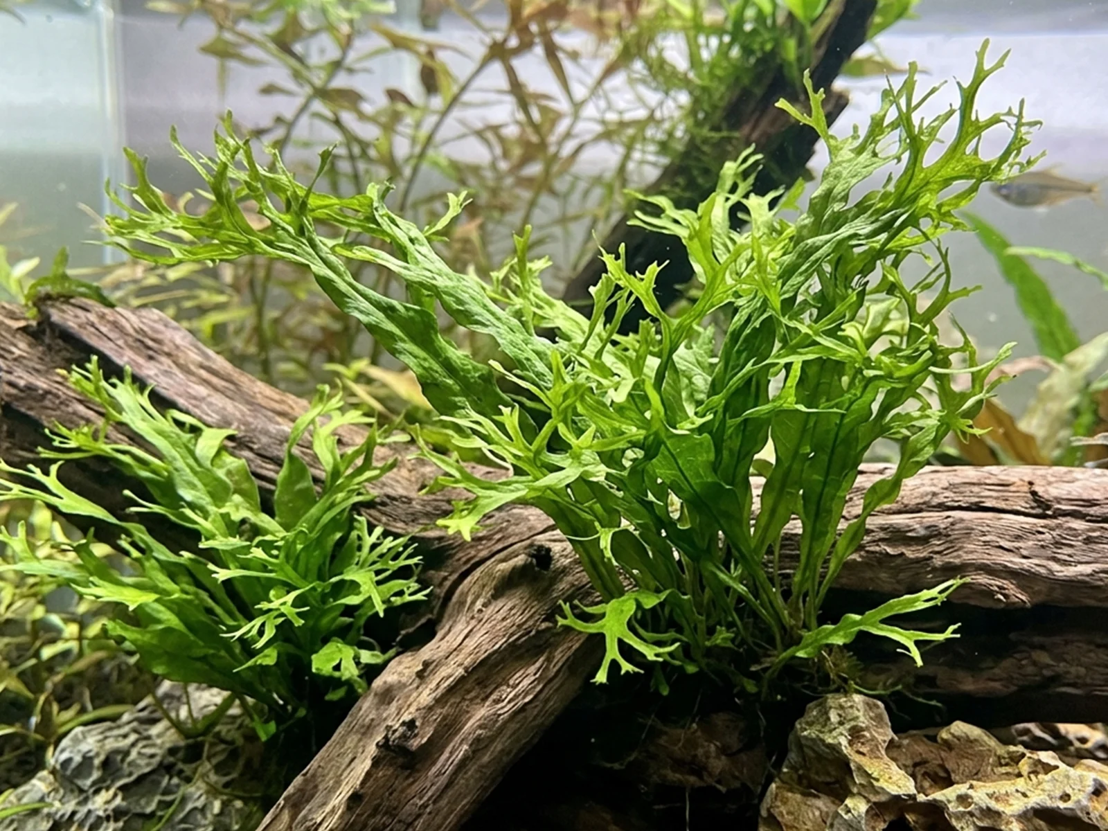 Lace Java Fern in aquarium