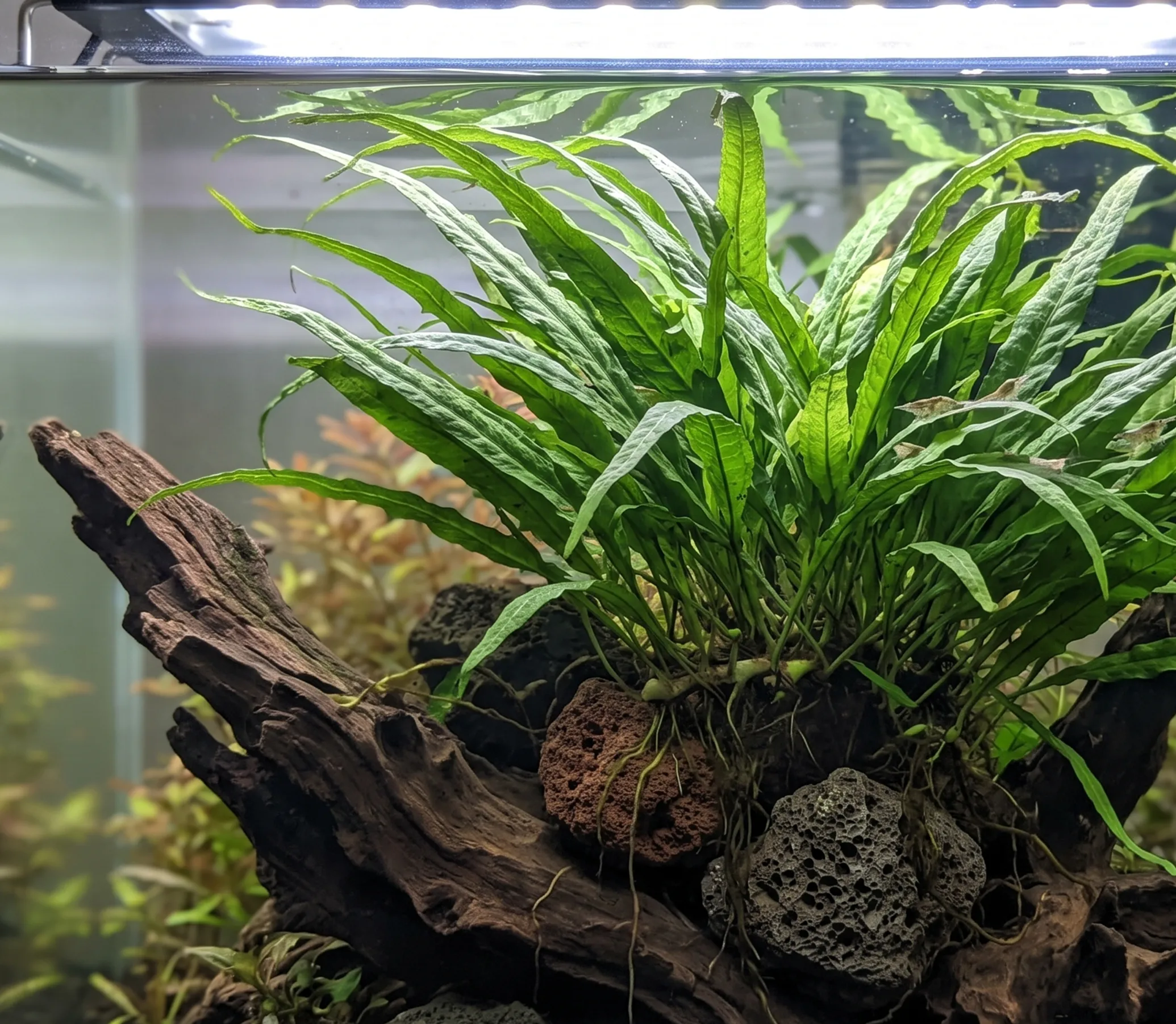 Narrow Leaf Java Fern