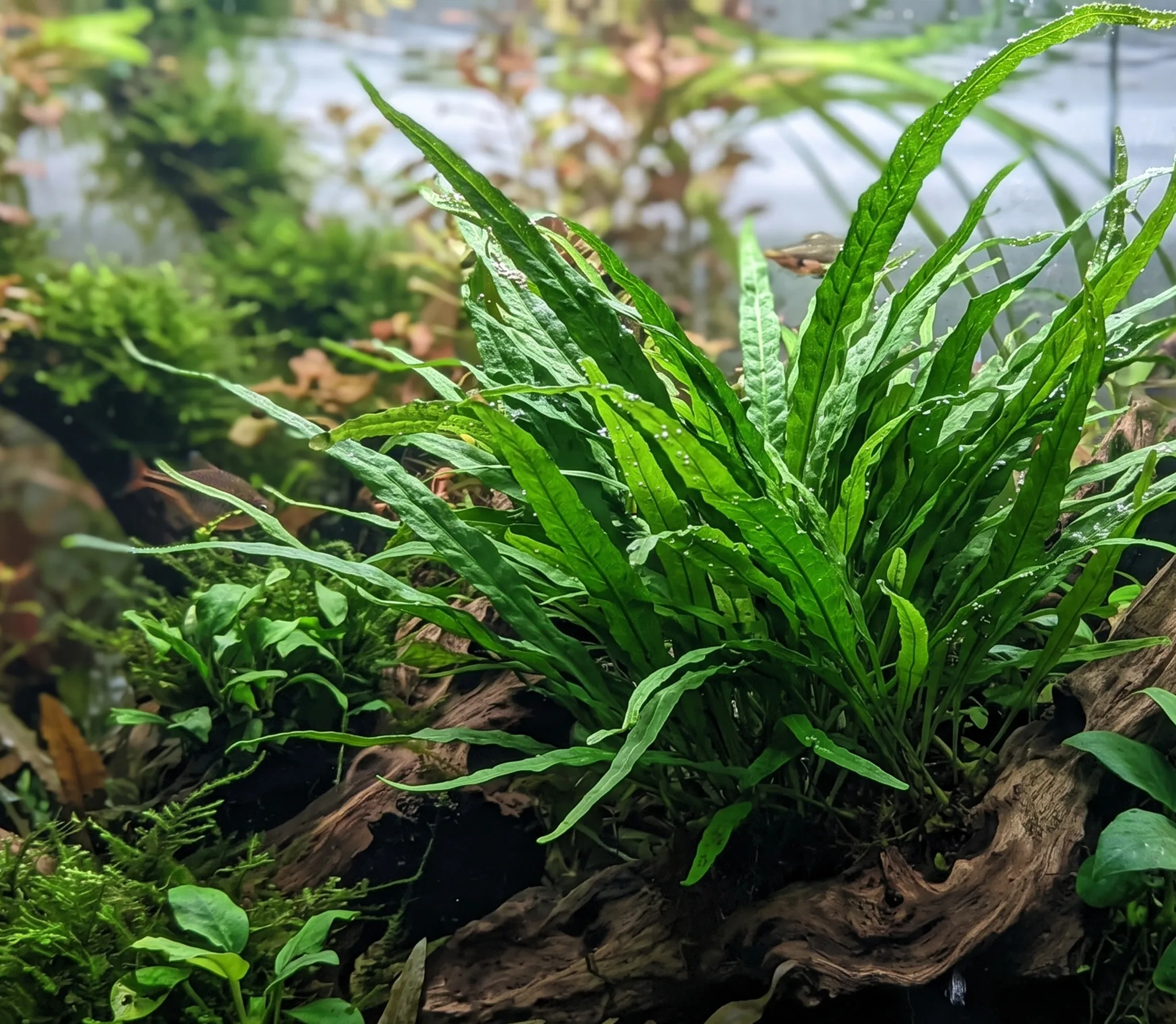 Narrow Leaf Java Fern
