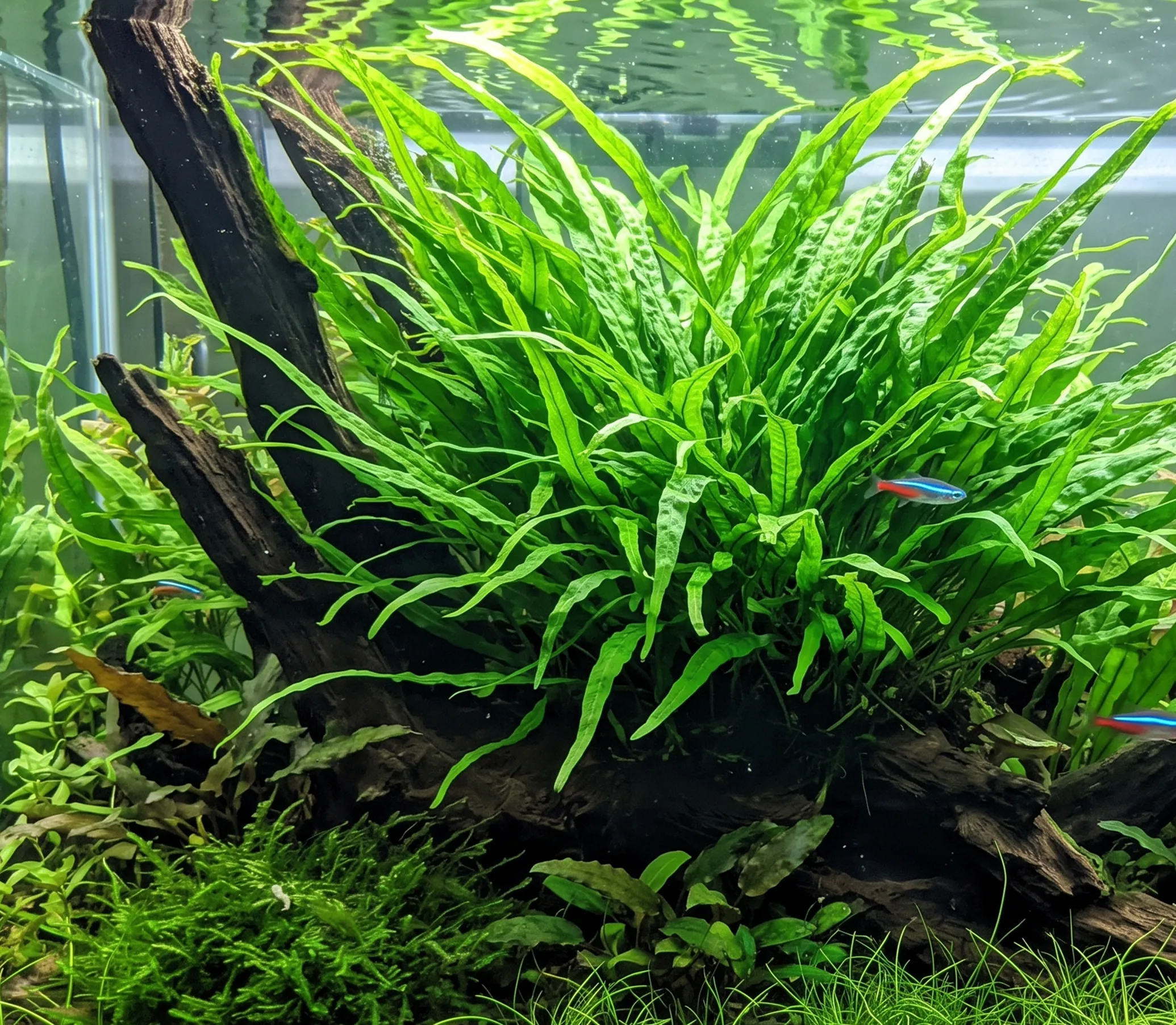 Narrow Leaf Java Fern