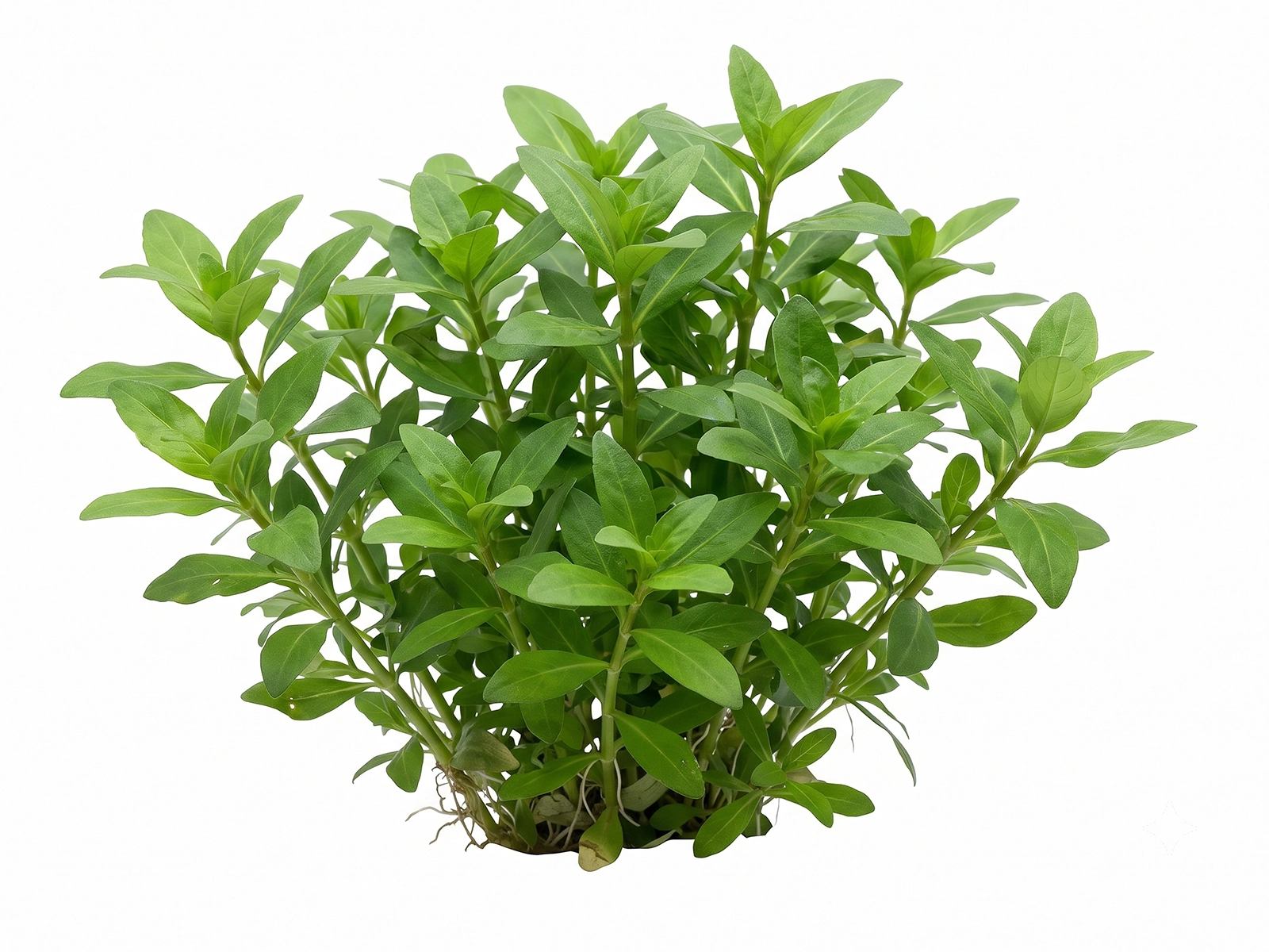 Dwarf Hygrophila white