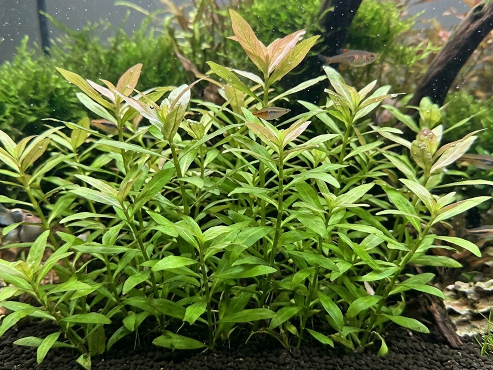 Dwarf Hygrophila