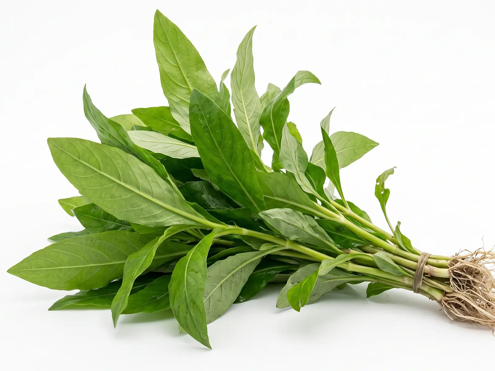 Giant Hygrophila