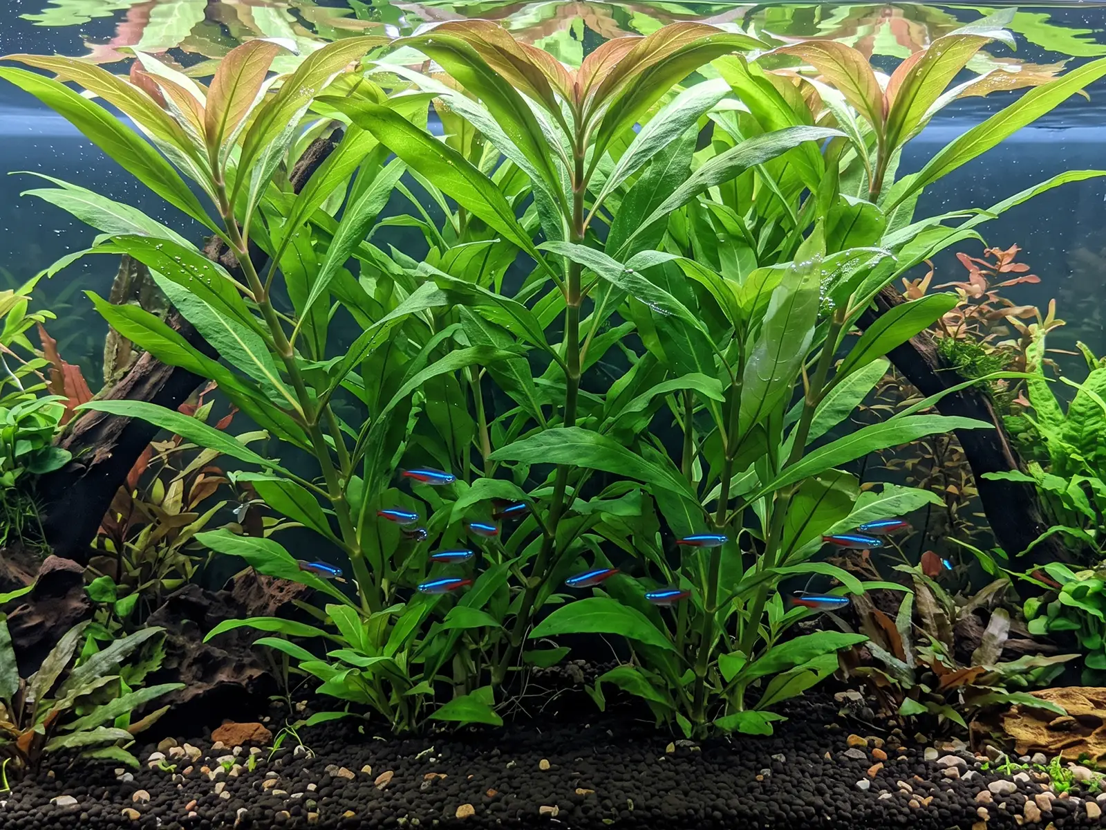 Giant Hygrophila