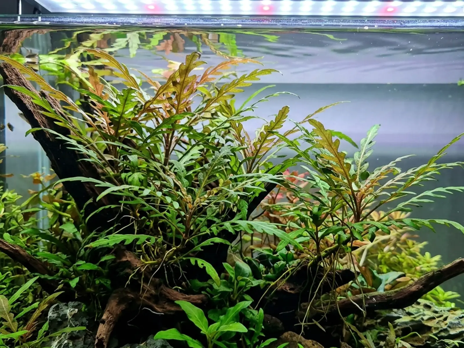 Hygrophila Pinnatifida
