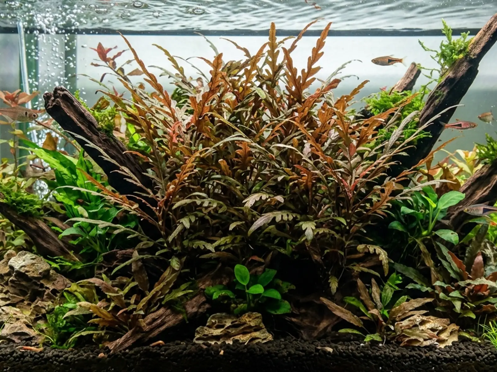 Hygrophila Pinnatifida