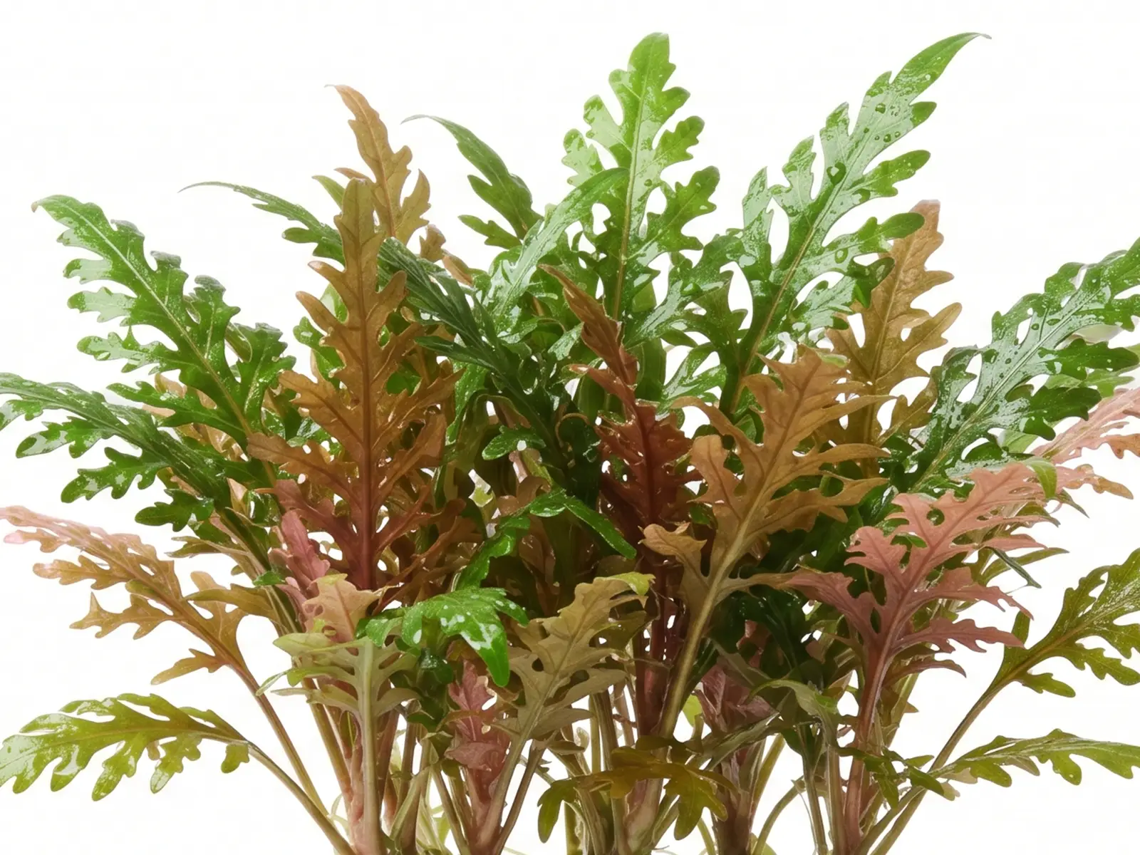 Hygrophila Pinnatifida