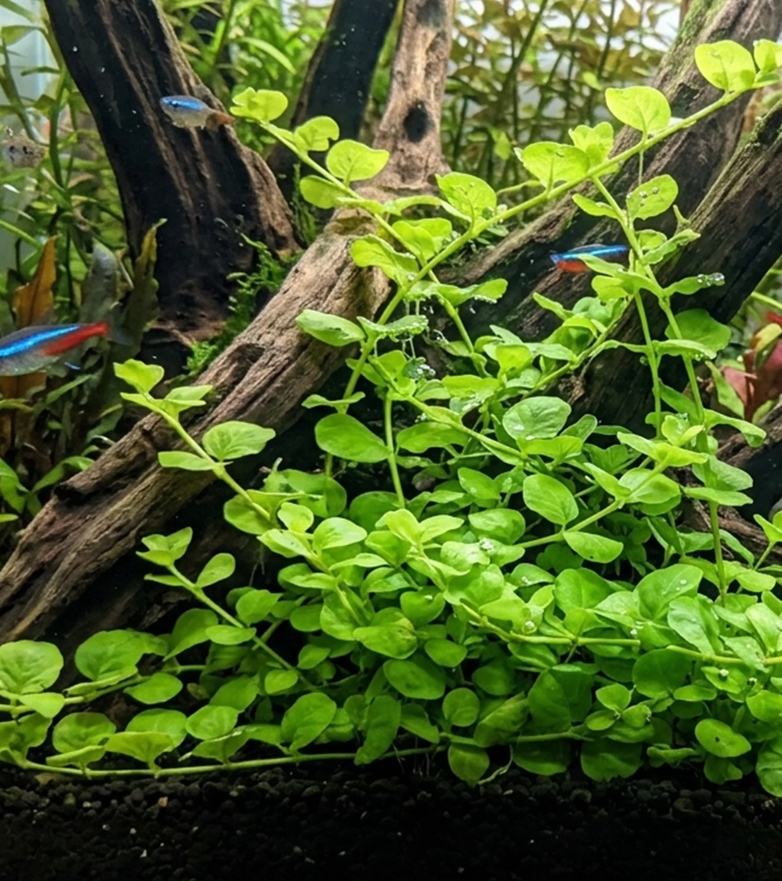 Moneywort
