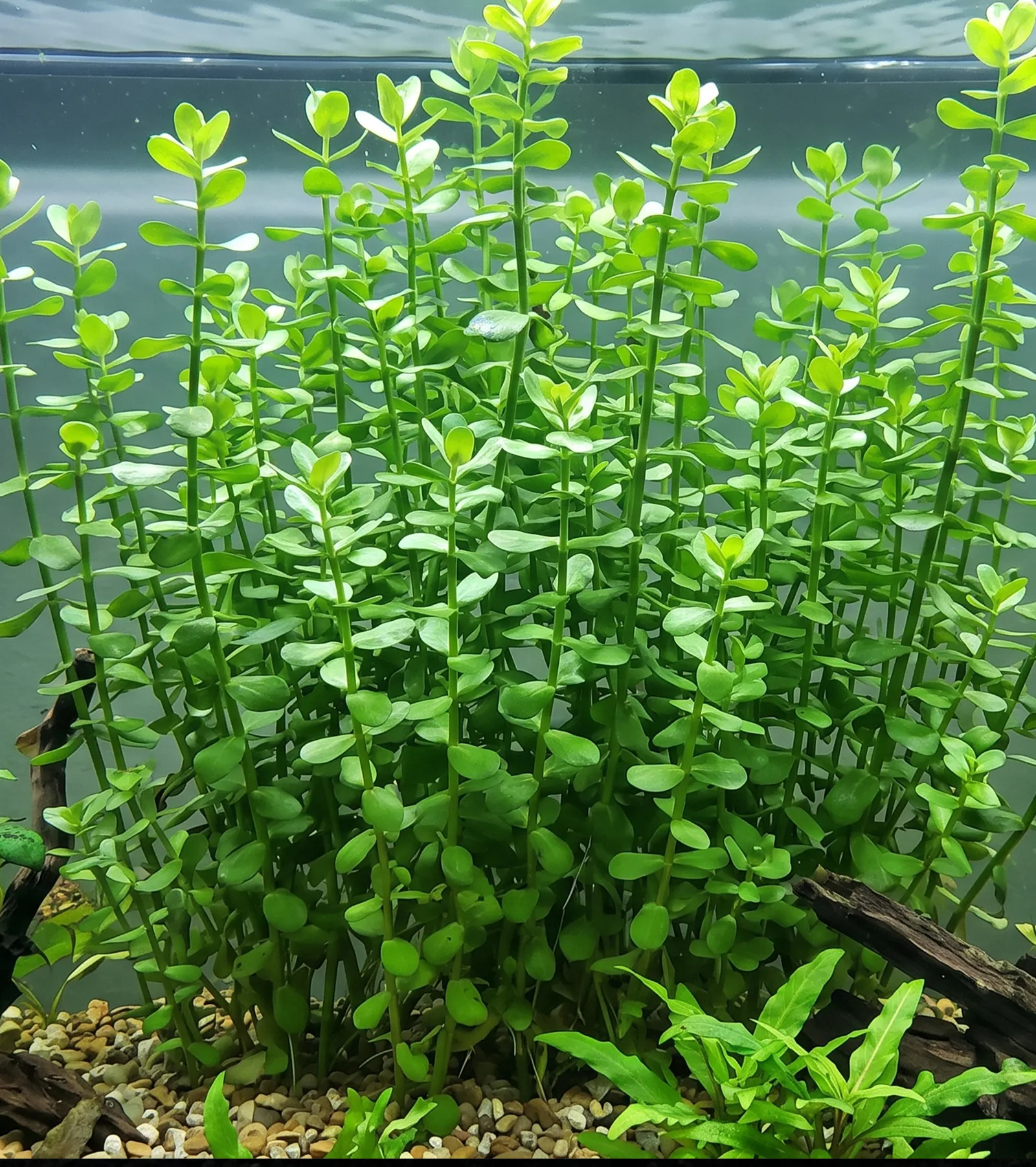 Moneywort