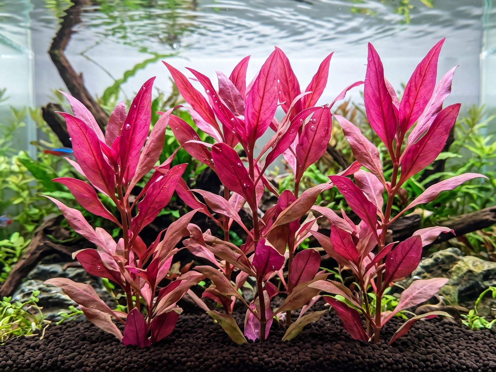 AR Rosaefolia