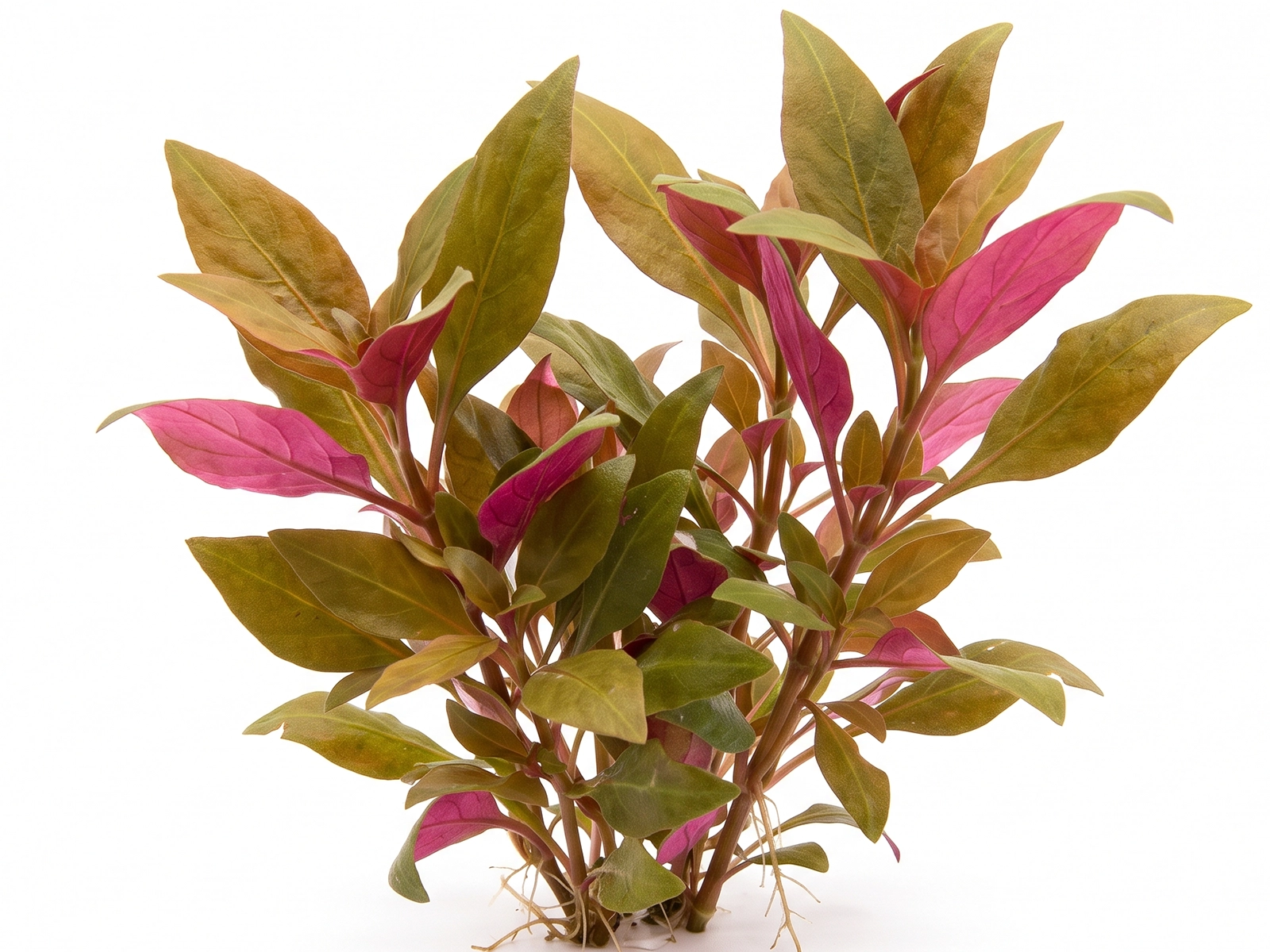 AR Rosaefolia white background