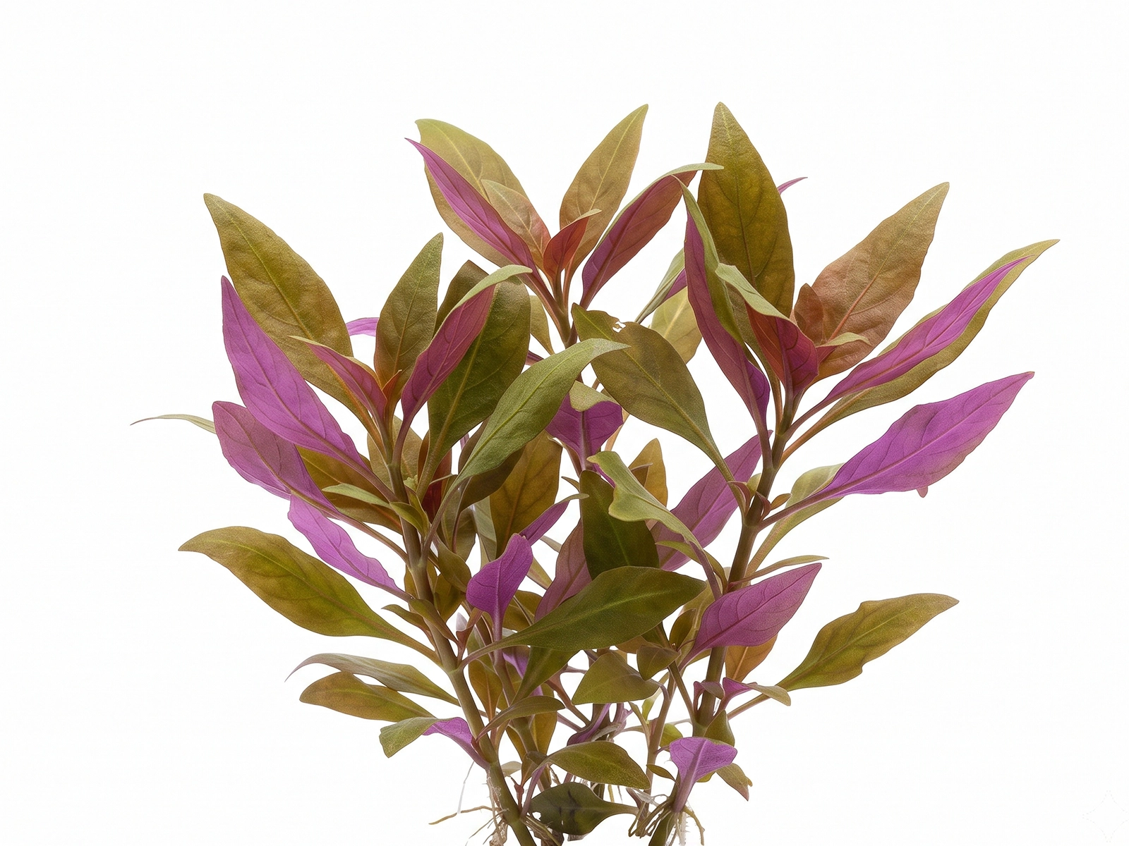 AR Lilacina