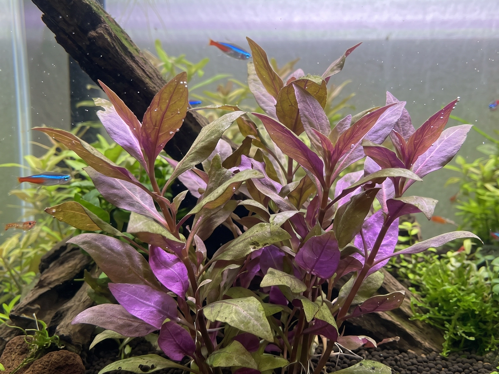 AR Lilacina