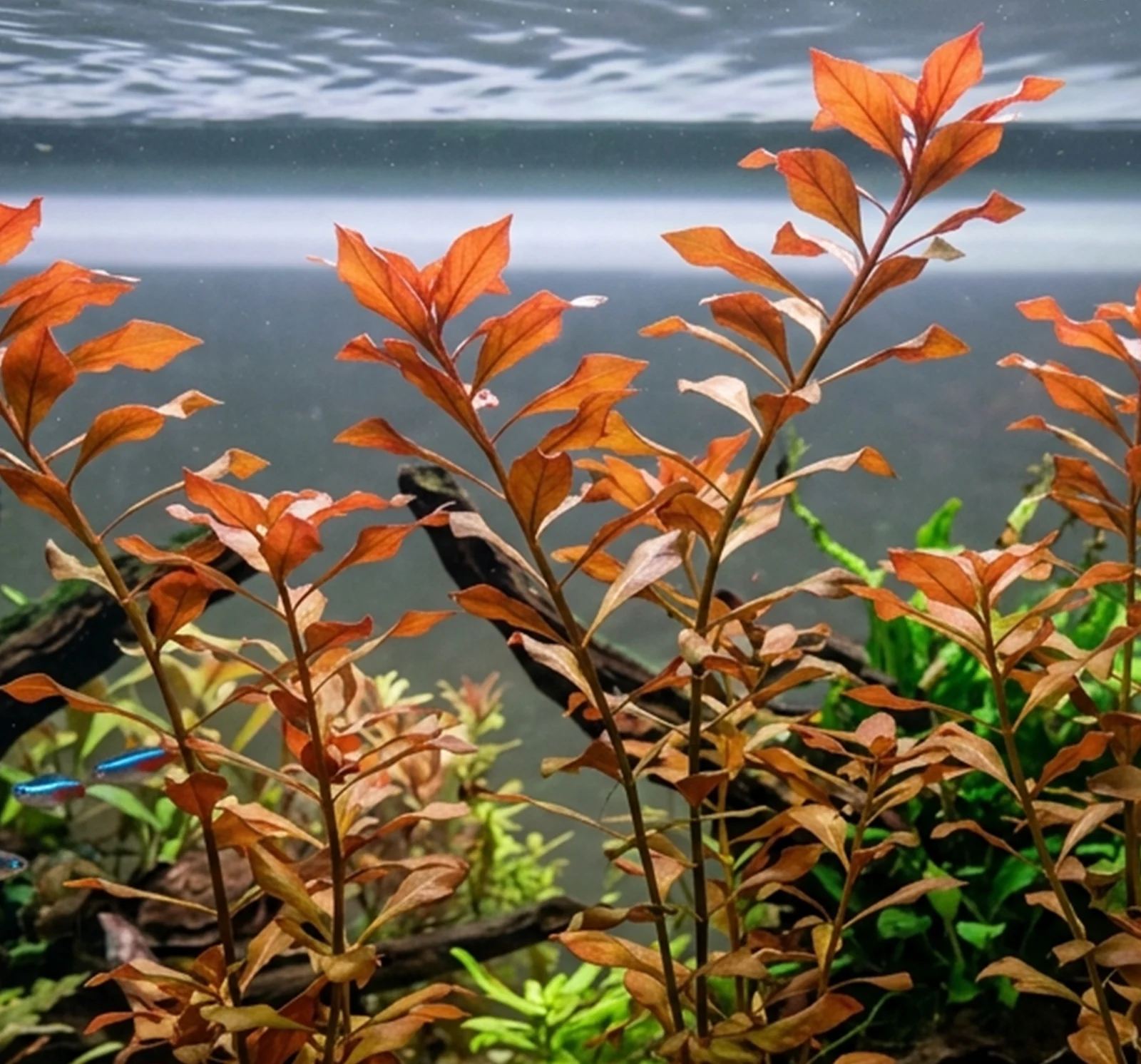 Ludwigia Palustris