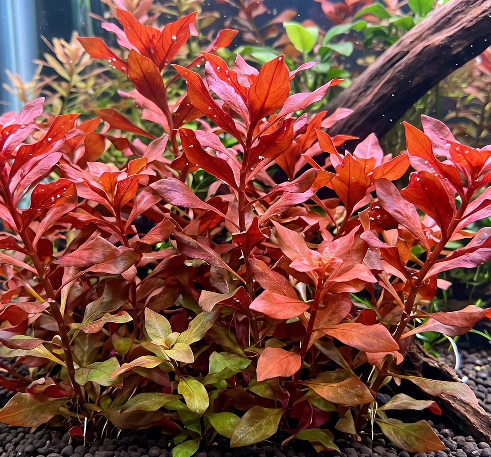 Ludwigia Palustris