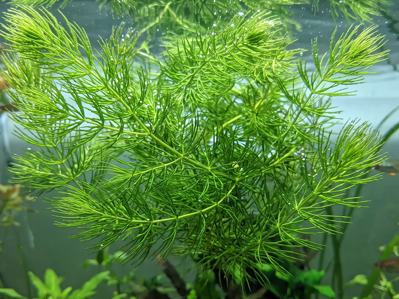 Hornwort planted in fish tank